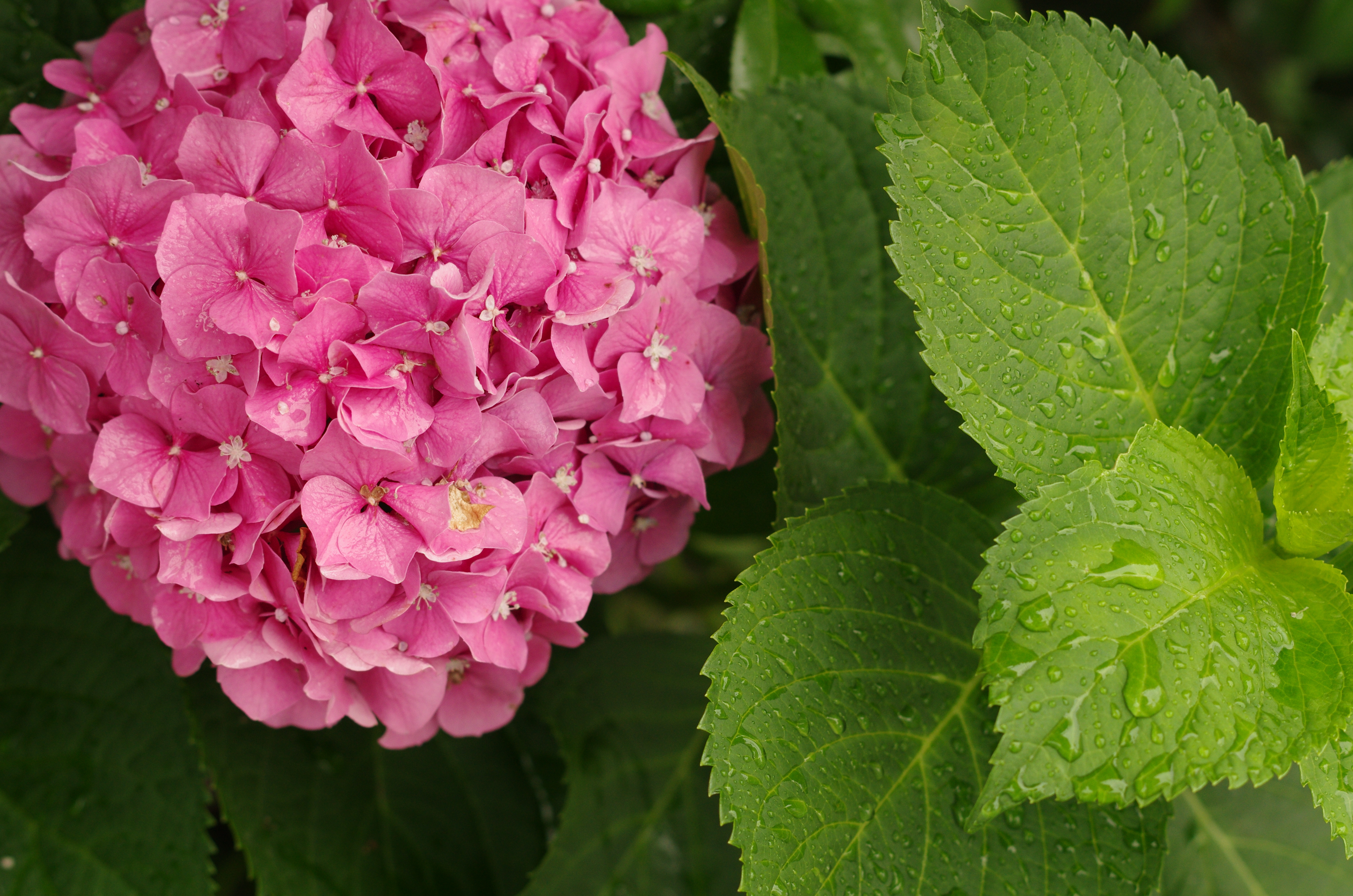 PENTAX K-5 IIs / 1/100秒 / F4 / 0EV / ISO640 / シャッター&amp;絞り優先 / WB：日陰 / 50mm