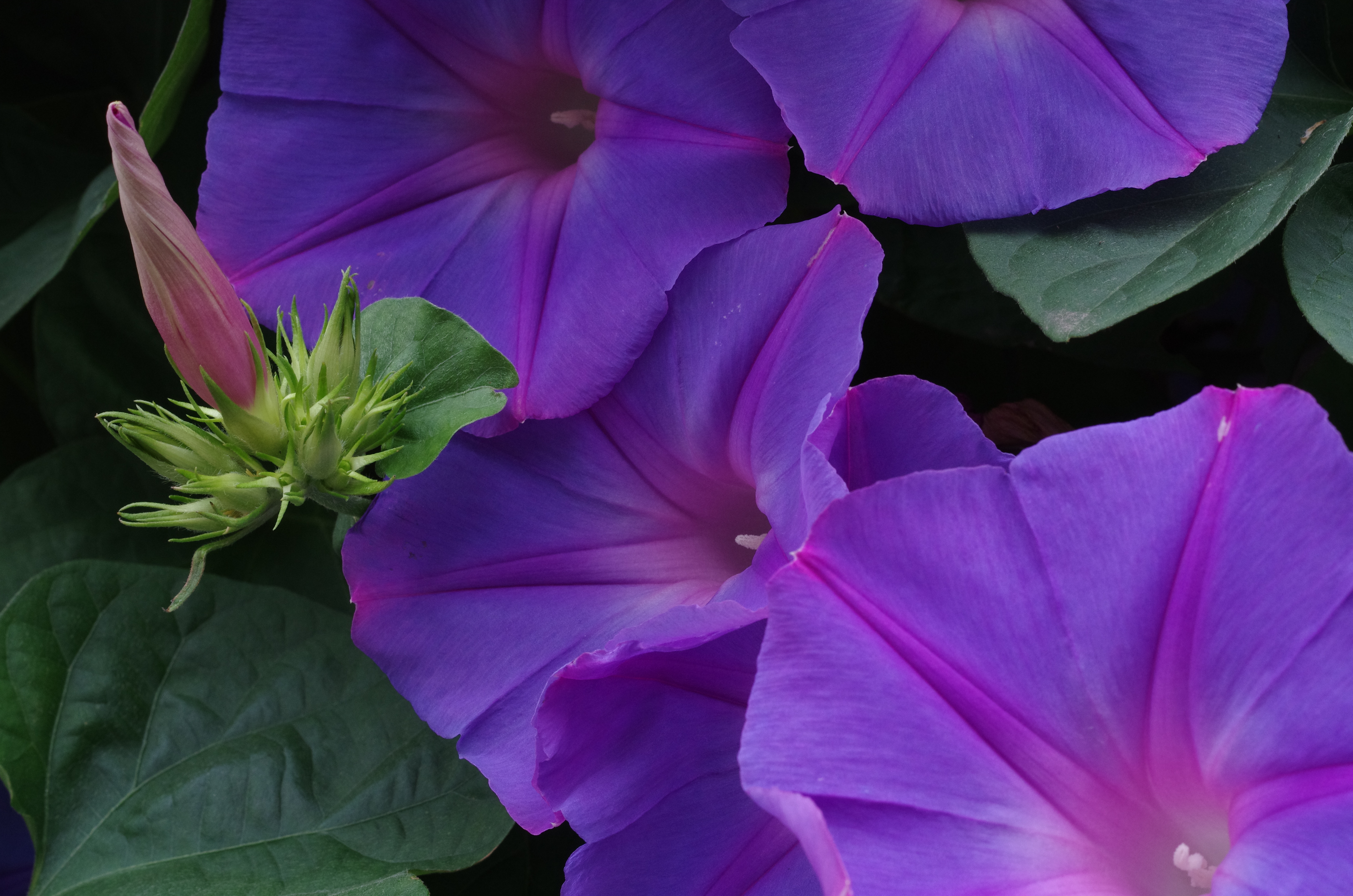 PENTAX K-5 IIs / 1/100秒 / F10 / 0EV / ISO800 / 絞り優先AE / WB：オート / 50mm