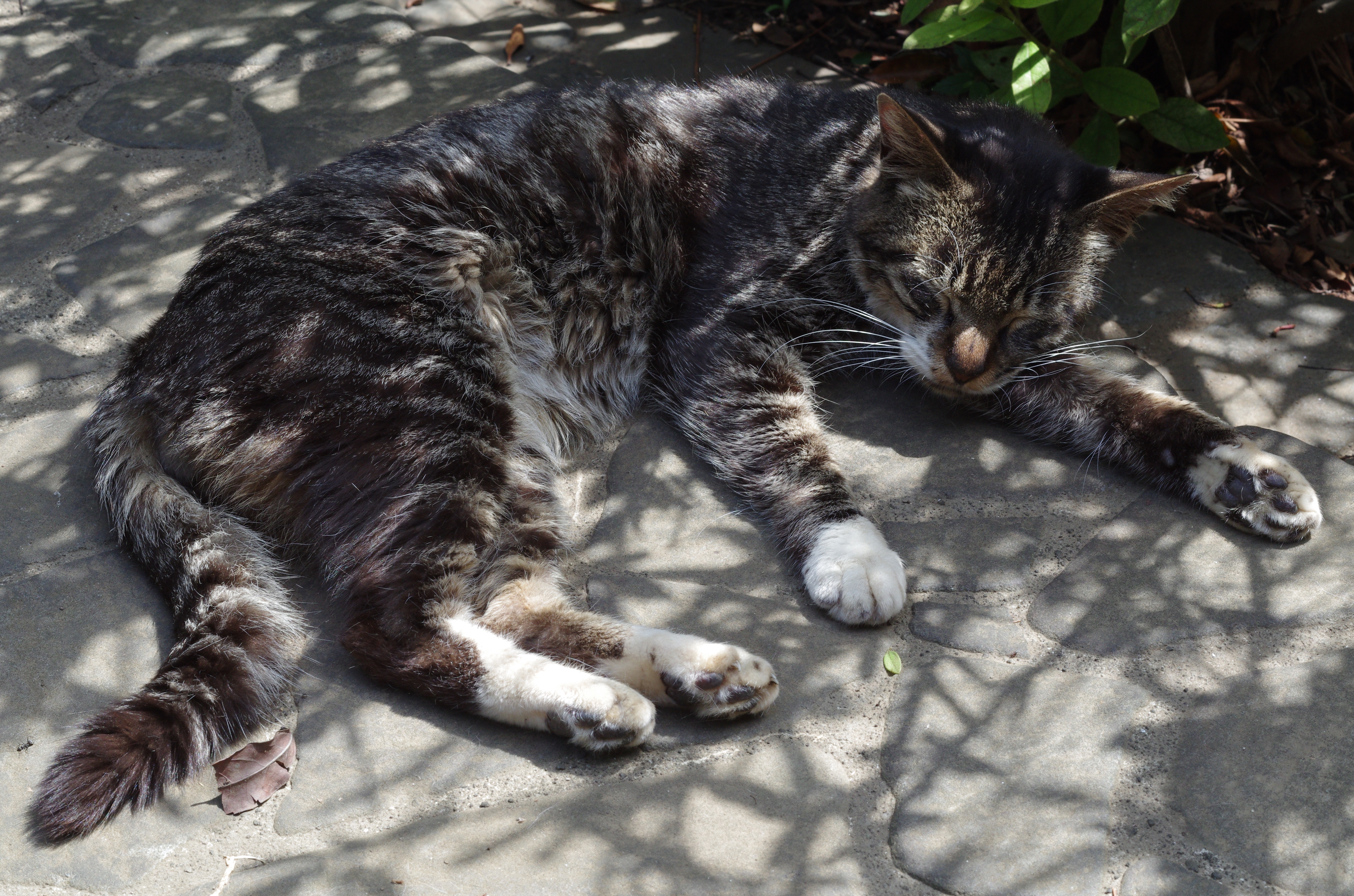 PENTAX K-5 IIs / 1/125秒 / F11 / -0.3EV / ISO640 / 絞り優先AE / WB：オート / 50mm