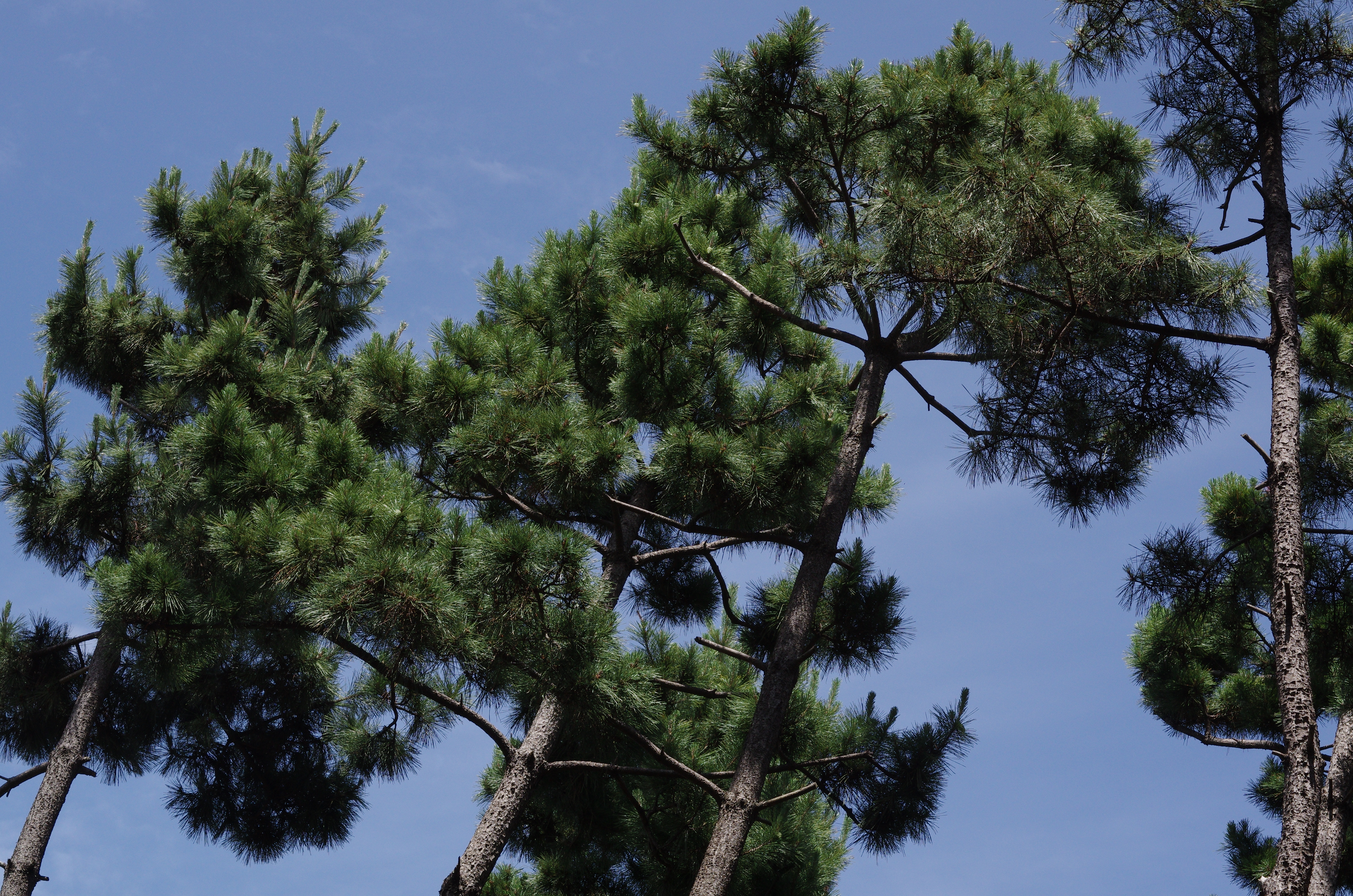 PENTAX K-5 IIs / 1/640秒 / F10 / -0.3EV / ISO640 / 絞り優先AE / WB：オート / 50mm