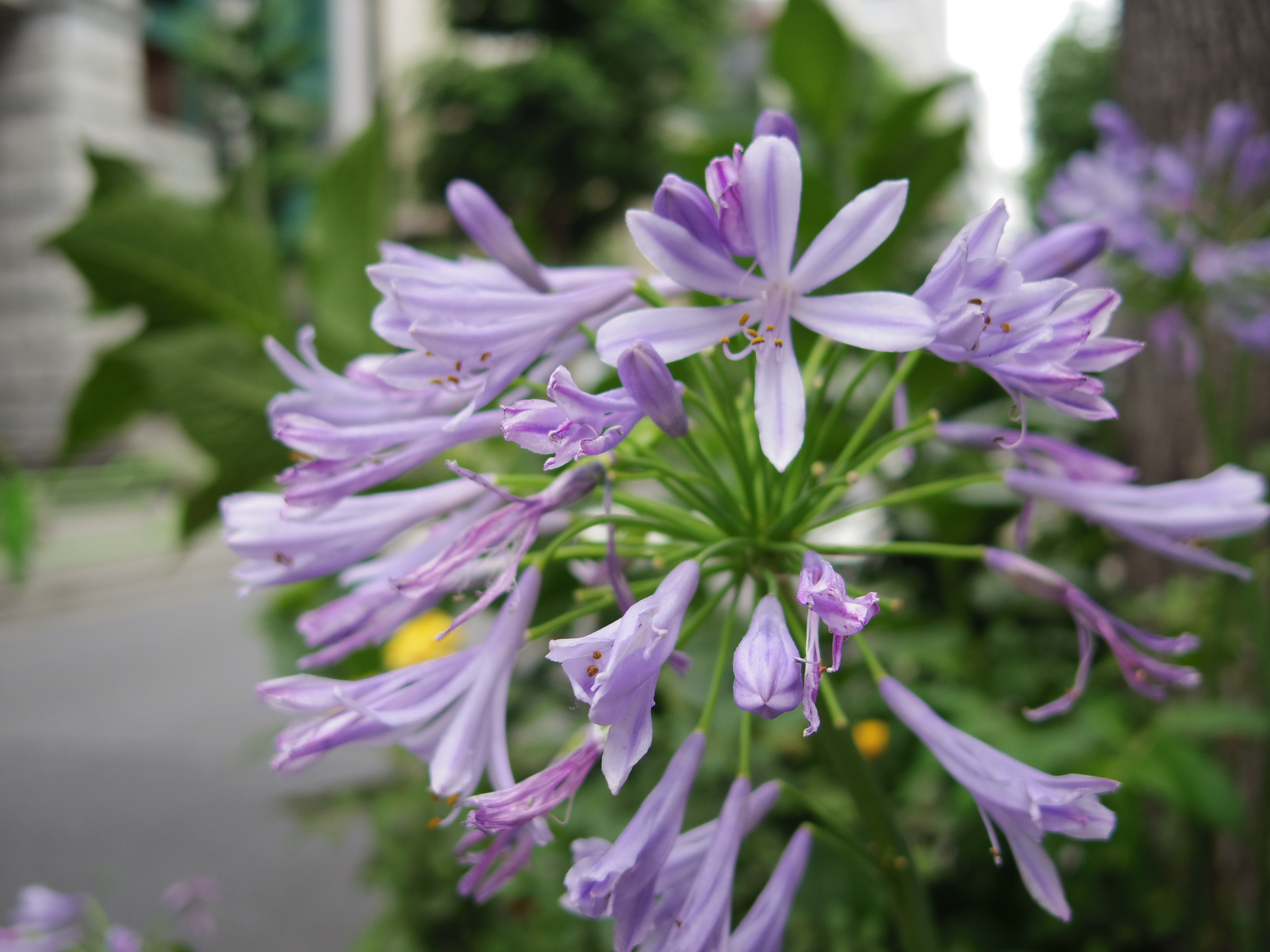 PENTAX Q7 / ISO100 / F1.9 / 1/640秒 / 01 STANDARD PRIME / 8.5mm（39mm相当）