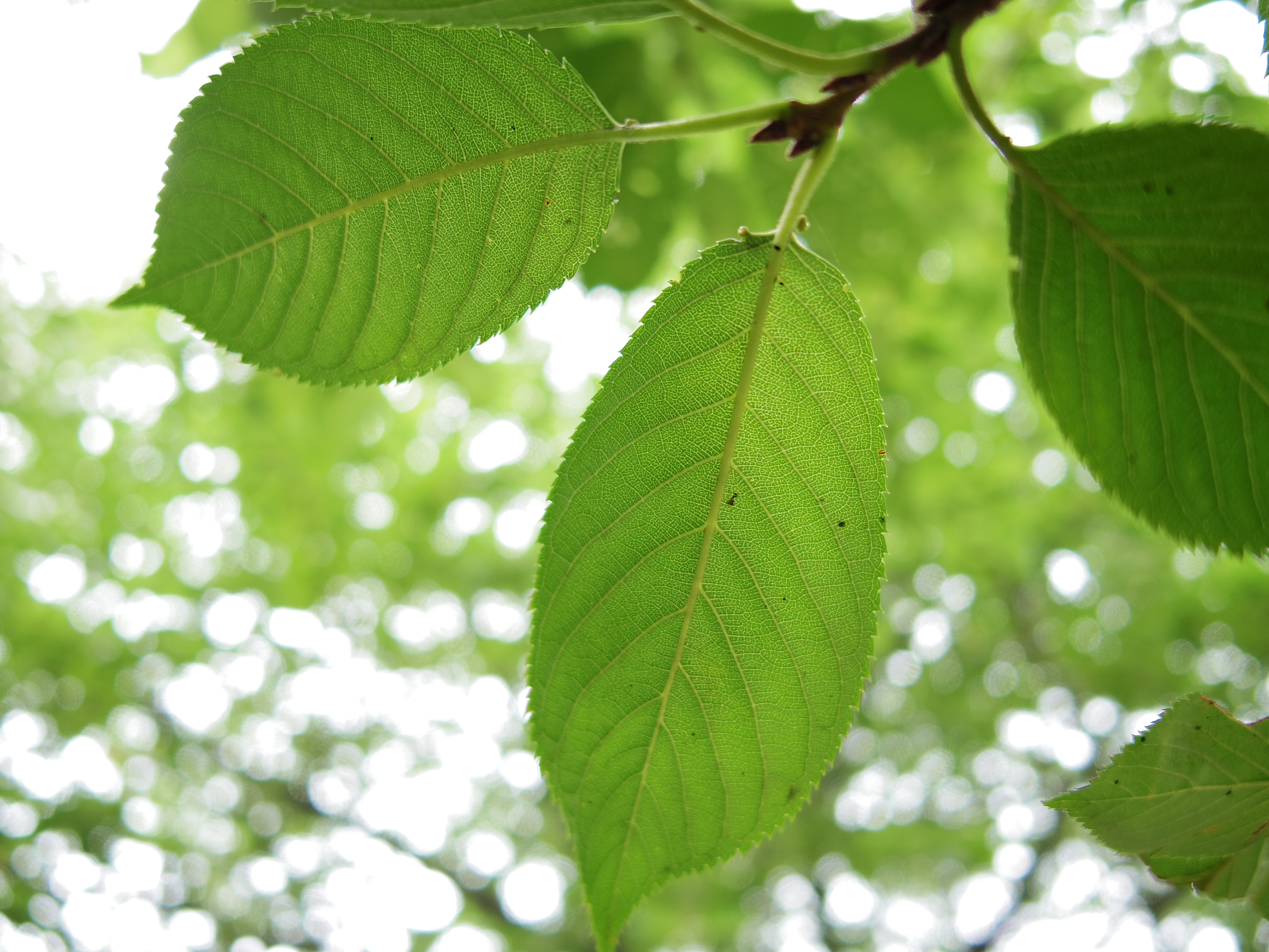 PENTAX Q7 / ISO100 / F1.9 / 1/160秒 / 01 STANDARD PRIME / 8.5mm（39mm相当）