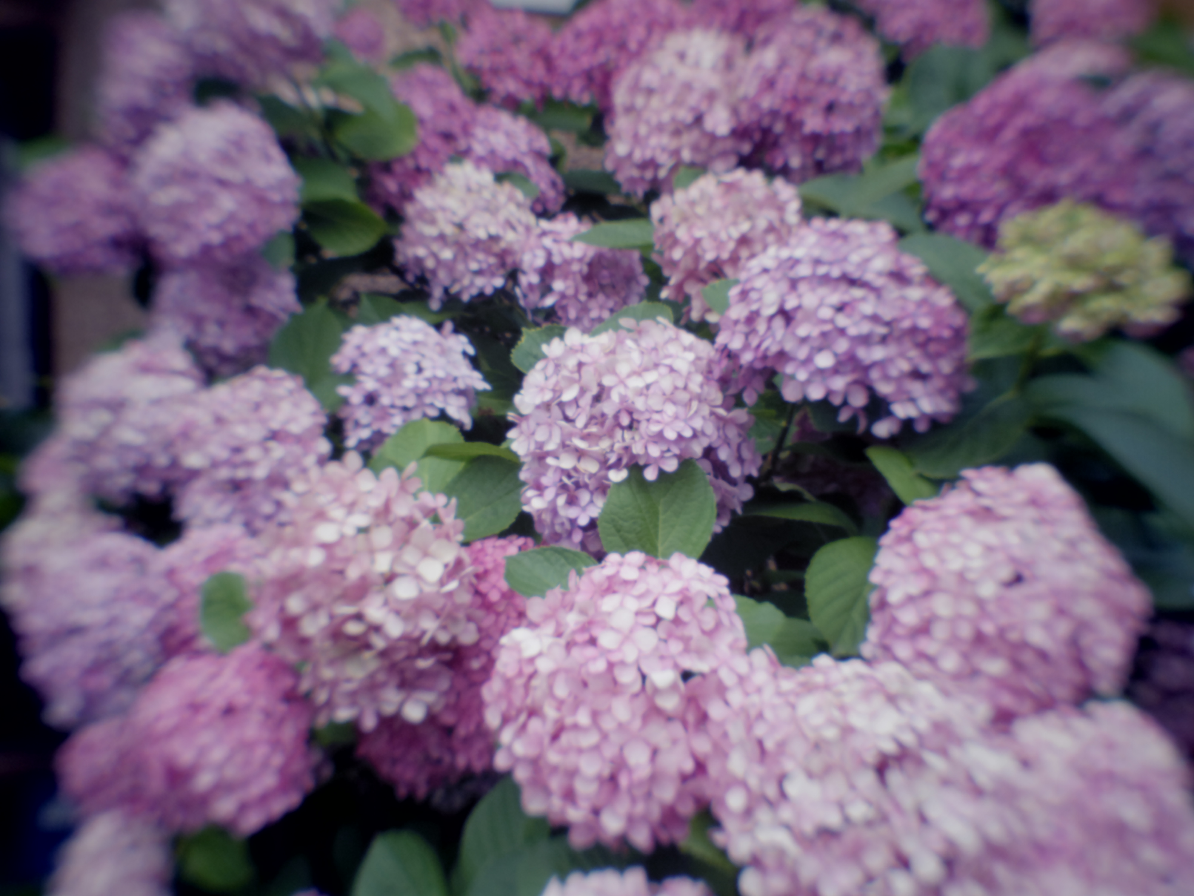 PENTAX Q7 / ISO200 / F9 / 1/100秒 / 07 MOUNT SHIELD LENS / 11.5mm（53mm相当）