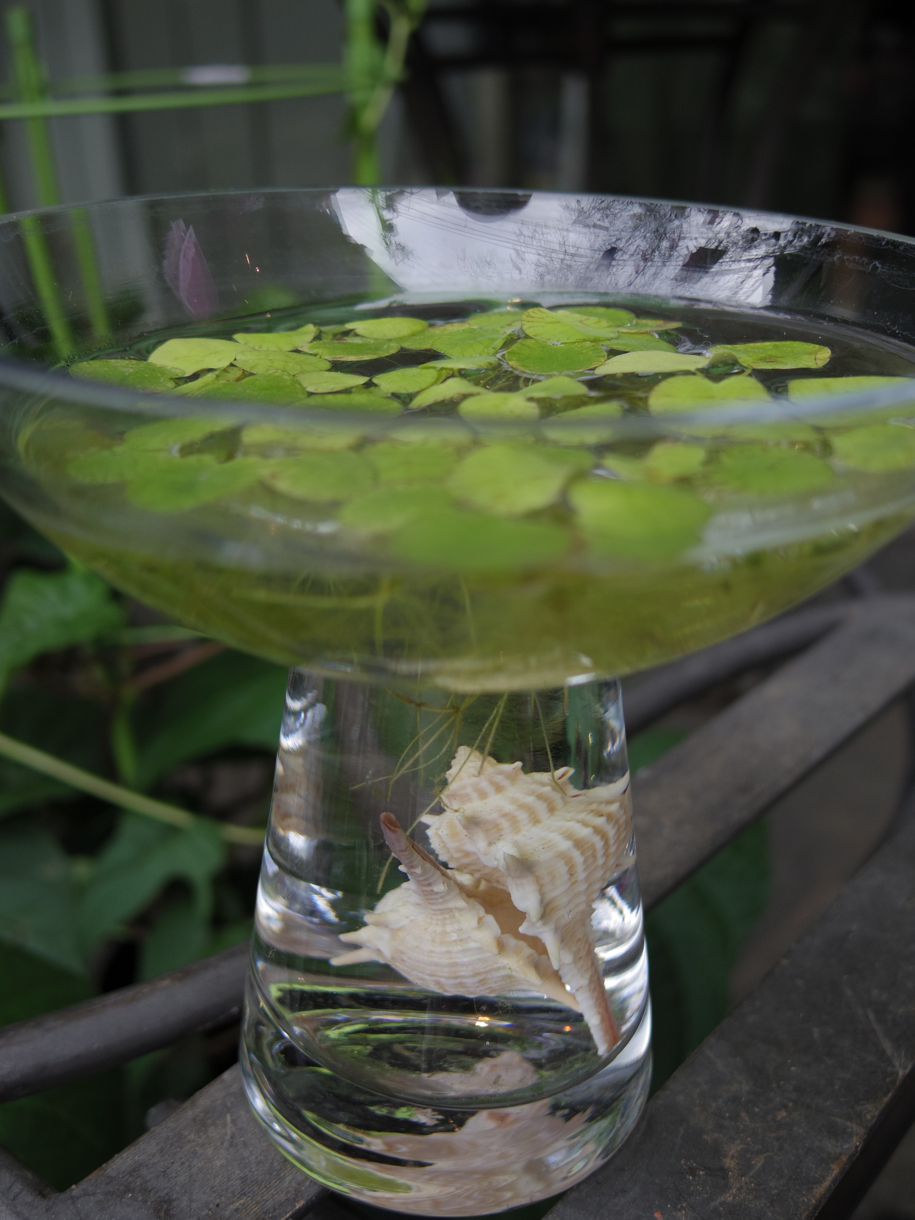 貝殻が埋め込まれているフラワーベース。衝動買いしそうになりました。01 STANDARD PRIME / 1/320秒 / F1.9 / 0EV / ISO100 / 絞り優先AE / WB：オート / 8.5mm