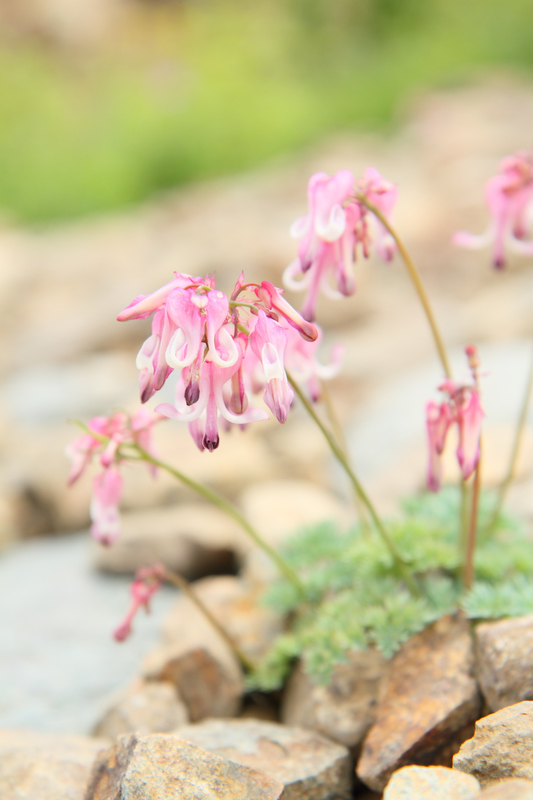 高山植物の女王といわれるコマクサを撮影