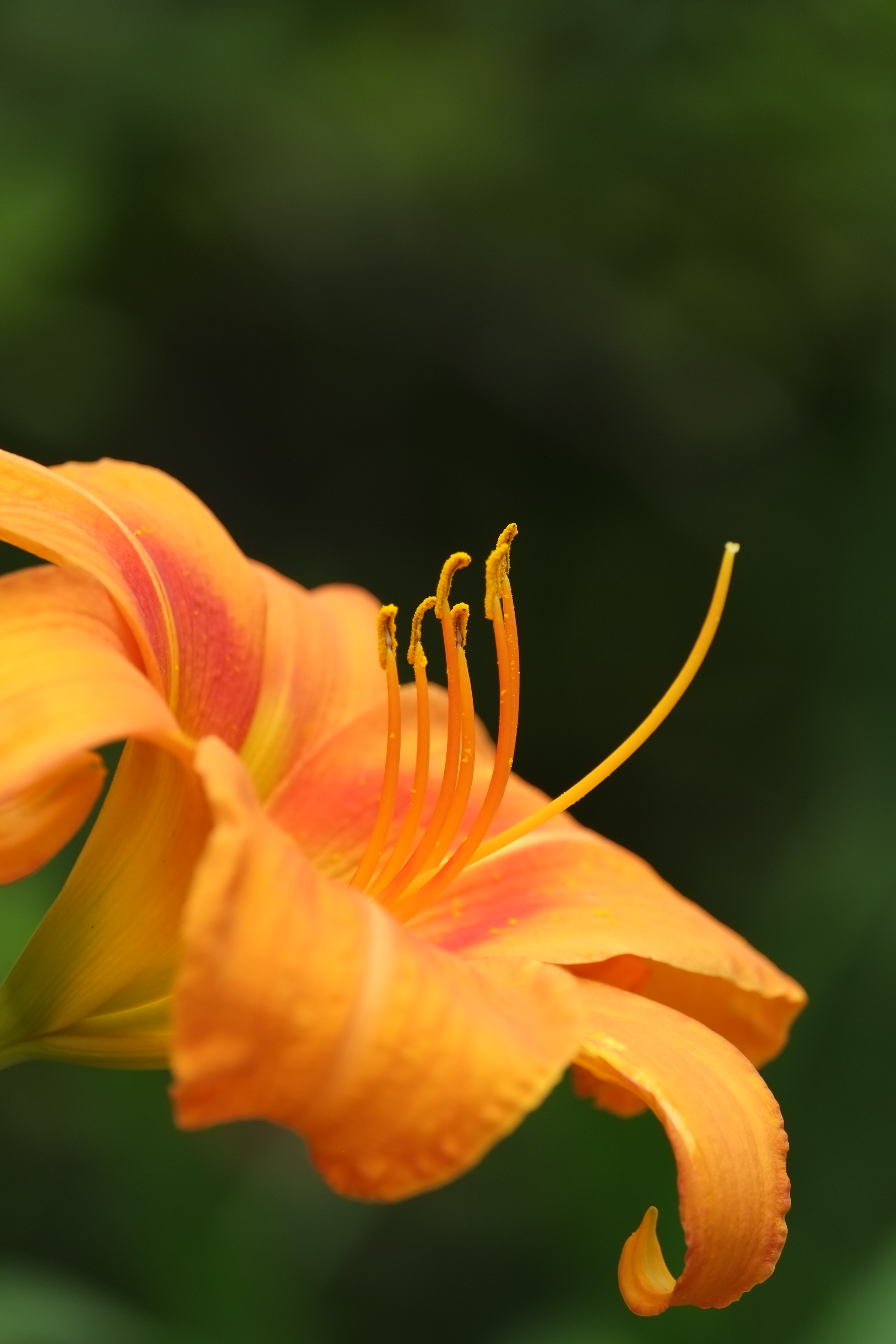 X-Pro1 / 1/125秒 / F5.6 / -0.7EV / ISO250 / 絞り優先AE / WB：オート / 200mm