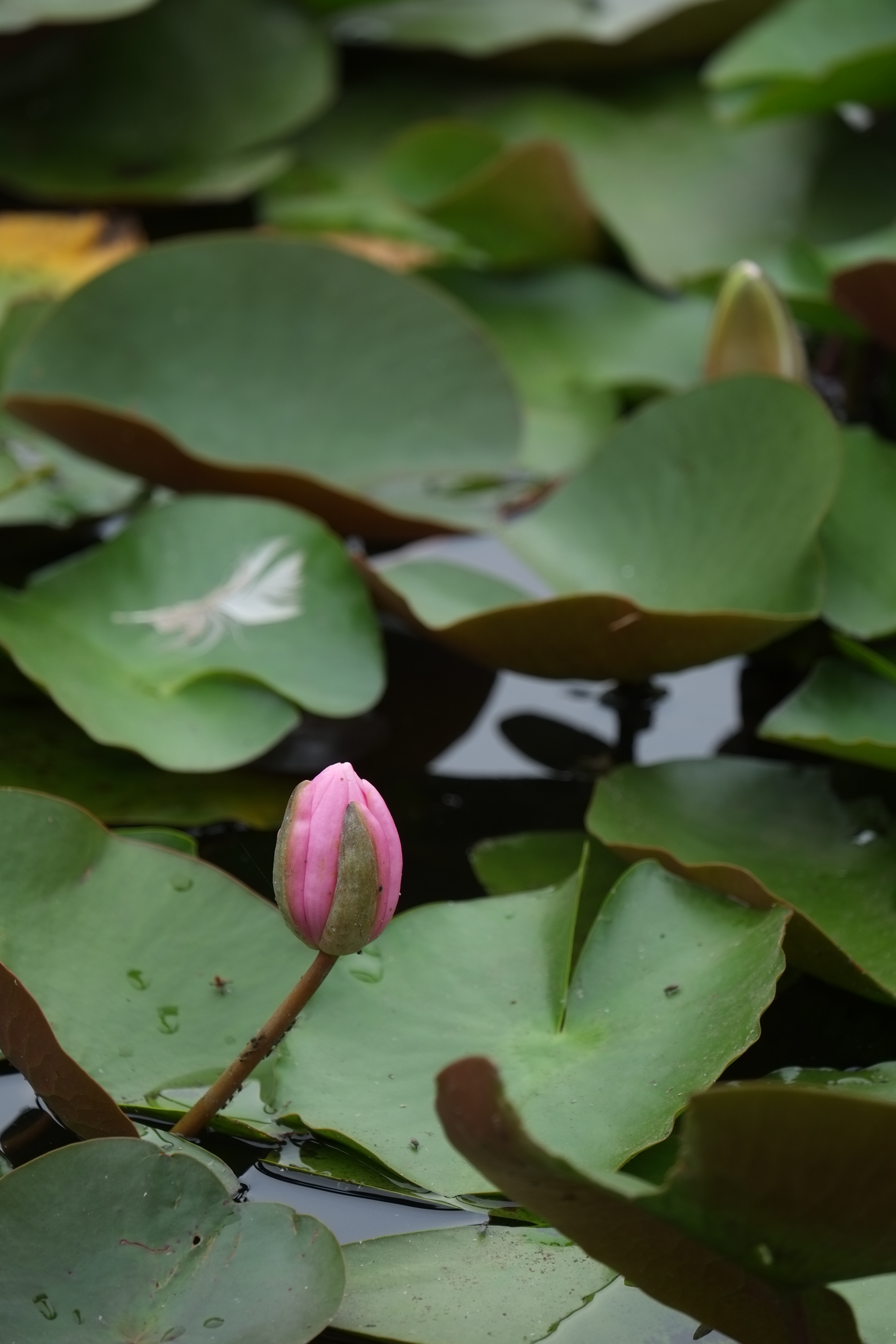 X-Pro1 / 1/250秒 / F5.6 / -0.7EV / ISO200 / 絞り優先AE / WB：オート / 200mm