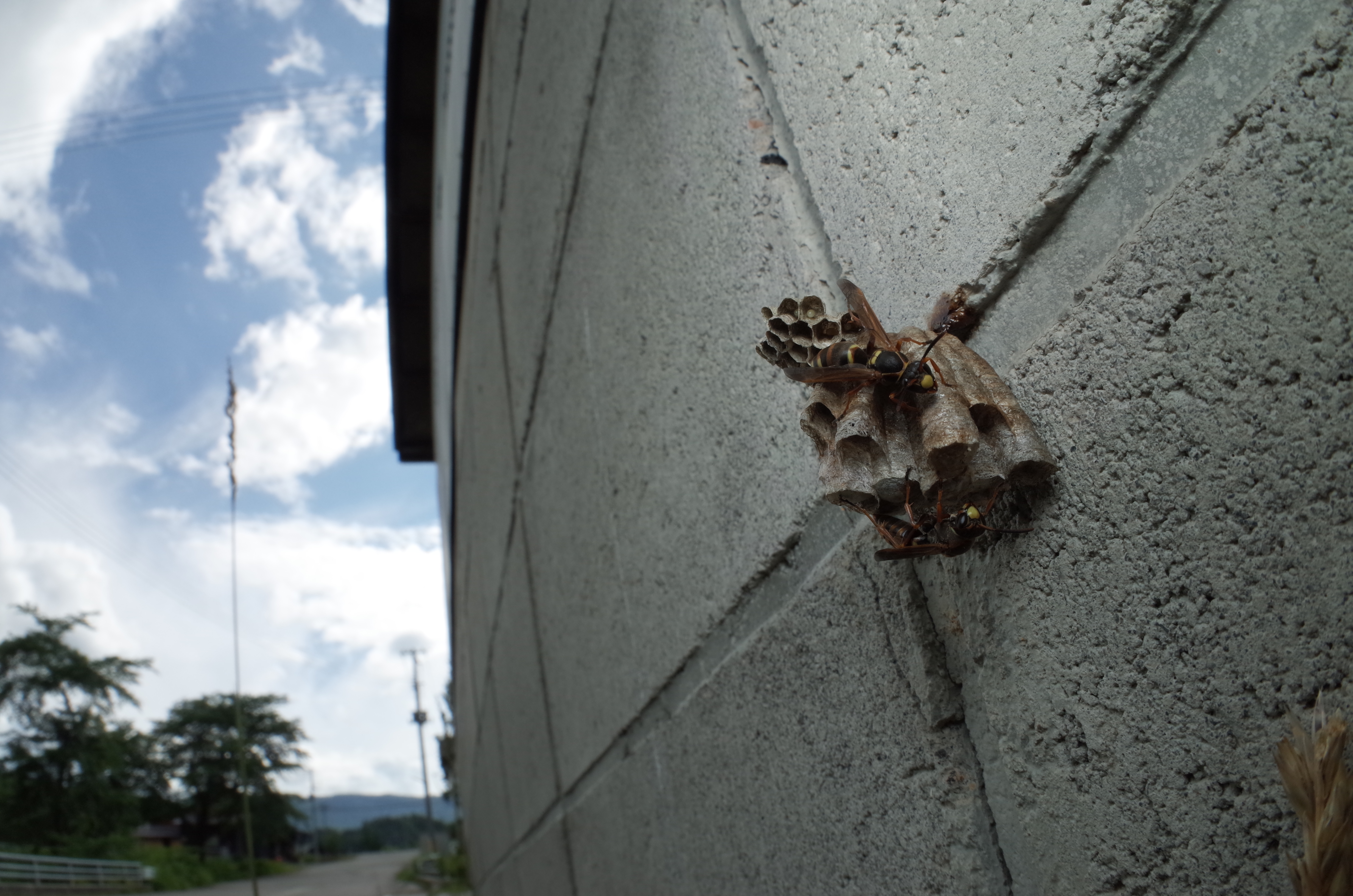 1/125秒 / F16 / 0EV / ISO200 / マニュアル / WB：オート