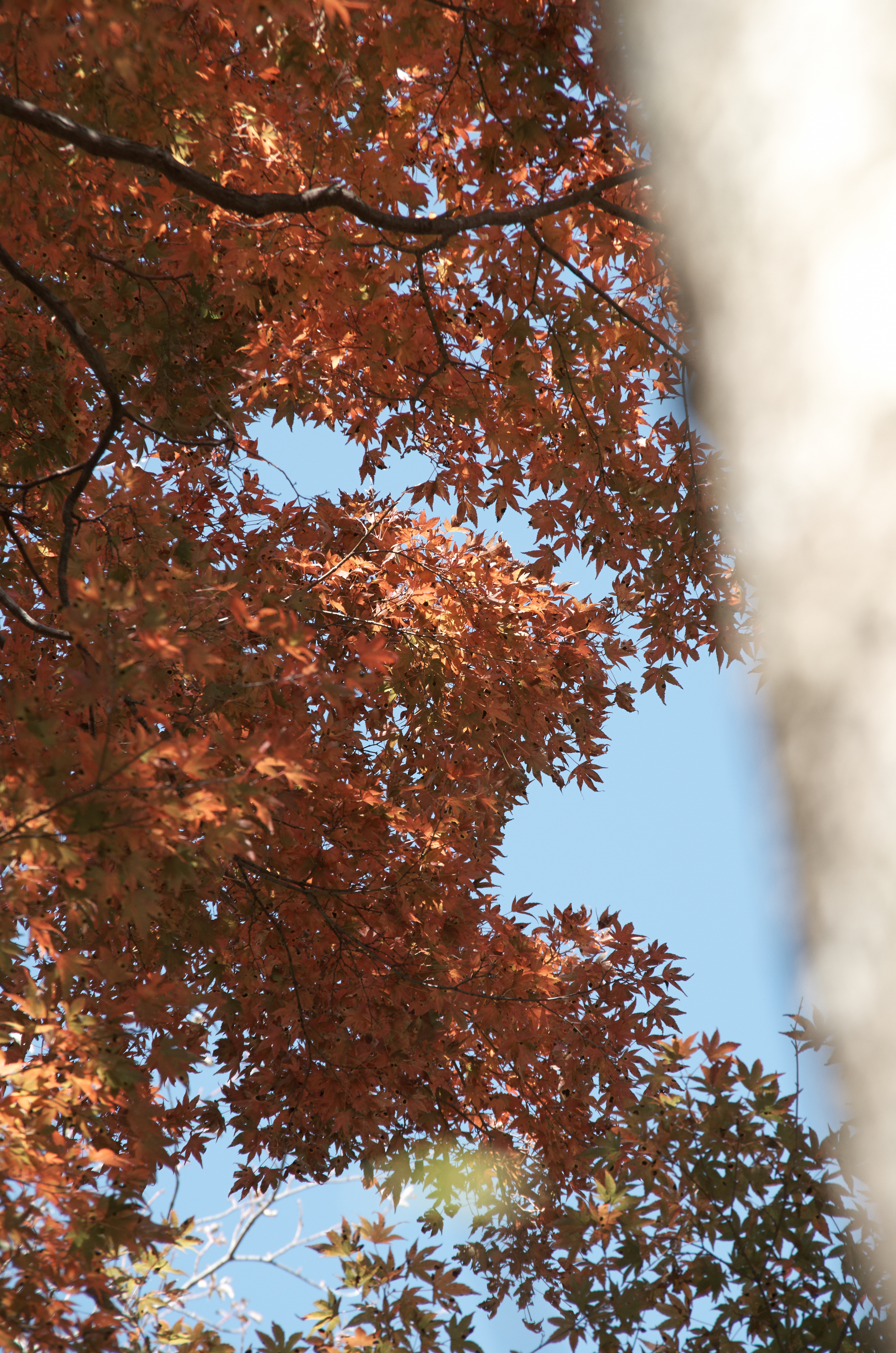 対応前のCapture OneでK-30のDNGファイルを展開した写真。プロファイルのミスマッチのせいで、色再現が破綻してしまっていた。DA 18-135mm F3.5-5.6 ED AL [IF] DC WR / 1/125秒 / F9 / 0EV / ISO400 / 絞り優先AE / WB：マニュアル / 115mm