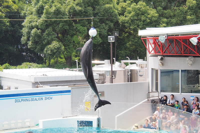 <strong class="">1）シャッター優先AEを使って被写体の動きを止める</strong><br class="">被写体がブレてしまうときは、撮影モードを「S」にして撮影します。シャッター速度の目安は、動きの速い魚なら1/125秒。イルカなら1/250秒〜1/400秒。連写で撮影するのも効果的です。（撮影：電気猫さん）