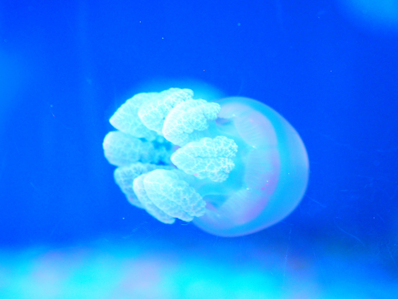 <strong class="">2）ISO感度を上げてブレを防ぐ</strong><br class="">室内展示場は暗いため、シャッター速度が遅くなりブレやすくなります。ISO感度を高めに設定してブレを防ぎましょう。ただし、ISO感度を上げるほどザラザラしたノイズがでやすくなります。こちらの画像はISO2000で撮影しました。