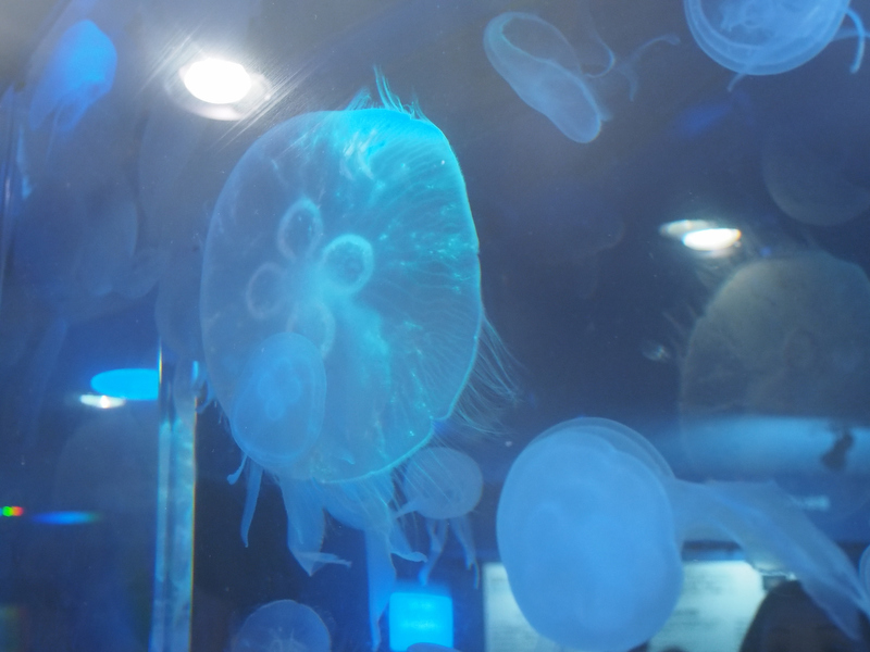 <strong class="">3）ホワイトバランスの「電球」を使って色を統一する</strong><br class="">屋内展示場は複数の色の照明が使われているミックス光なので、色被りを起こし色がきれいにでません。そんなときは、ホワイトバランスを「電球」に設定して、画面の色を青で統一してみましょう。