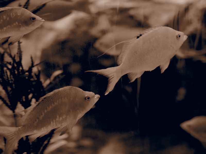 <strong class="">4）色のないモノクロの世界で撮ってみる</strong><br class="">色がきれいにでないときの解決法として、あえてモノクロで撮るという方法もあります。色のない世界で撮影すると、色被りだけでなく高感度ノイズも目立たちにくくなります。ピクチャーモードのモノクロや、アートフィルターのジェントルセピアやラフモノクロームも使ってみましょう。