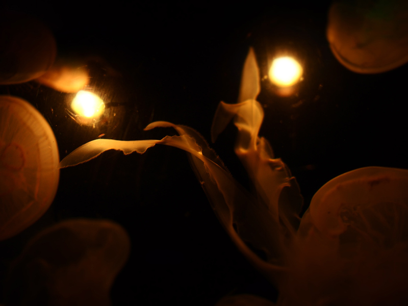 <strong class="">金森玲奈先生の作品（2）</strong><br class="">クラゲと海藻の透け感をモノクロで表現した作品。静寂な世界が印象的です。（E-P5/M.ZUIKO DIGITAL 17mm F1.8）