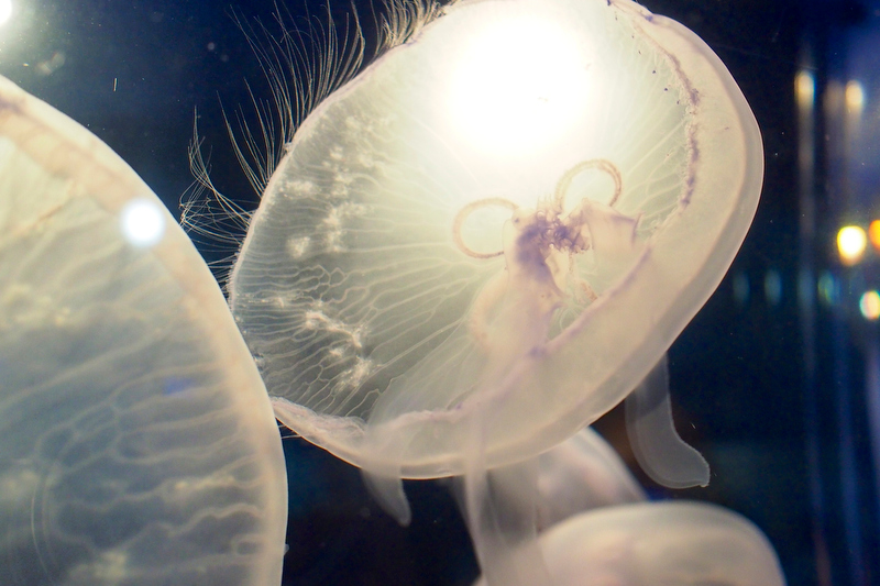 撮影者：電気猫さん