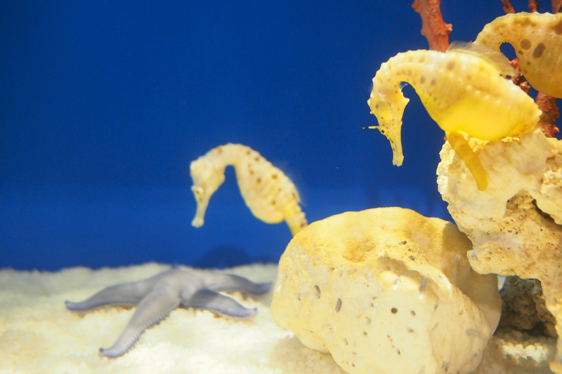 撮影者：電気猫さん