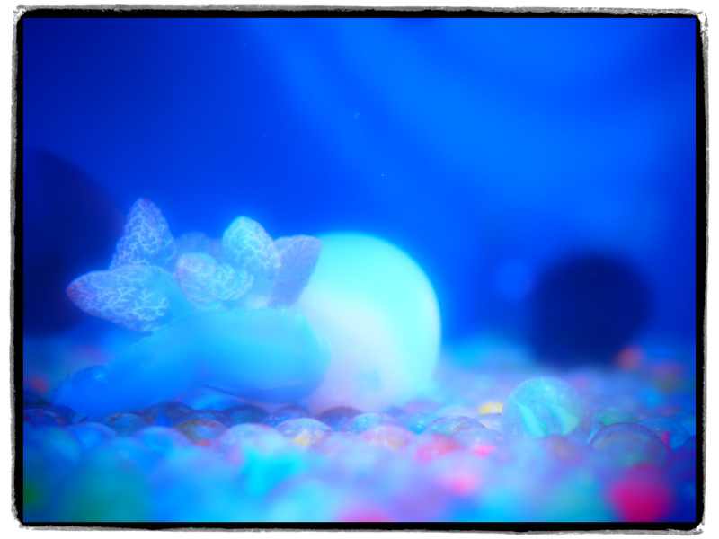 撮影者：レッドコアラさん