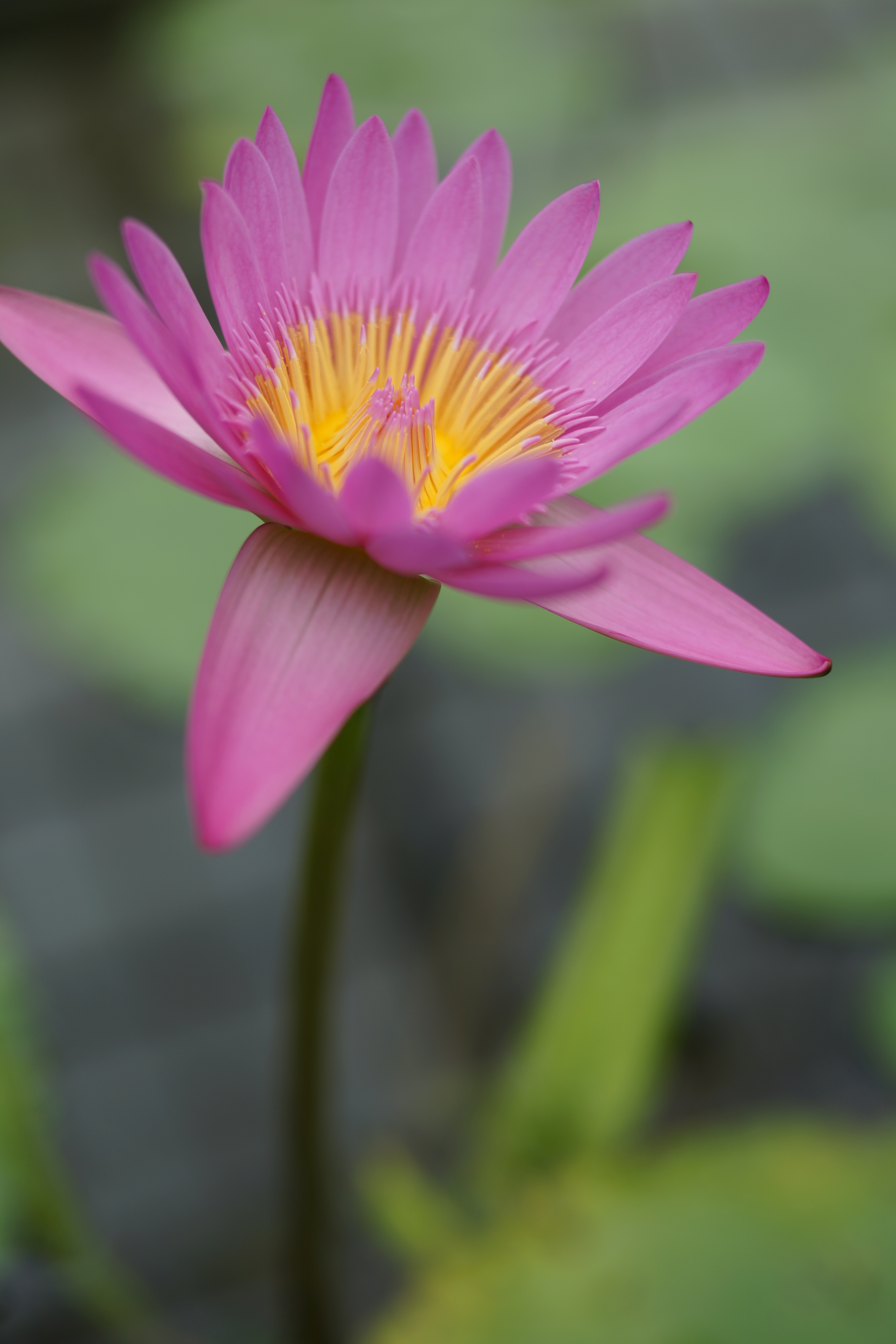 α99 / 1/500秒 / F2 / +0.3EV / ISO100 / 絞り優先AE / WB：オート / 50mm