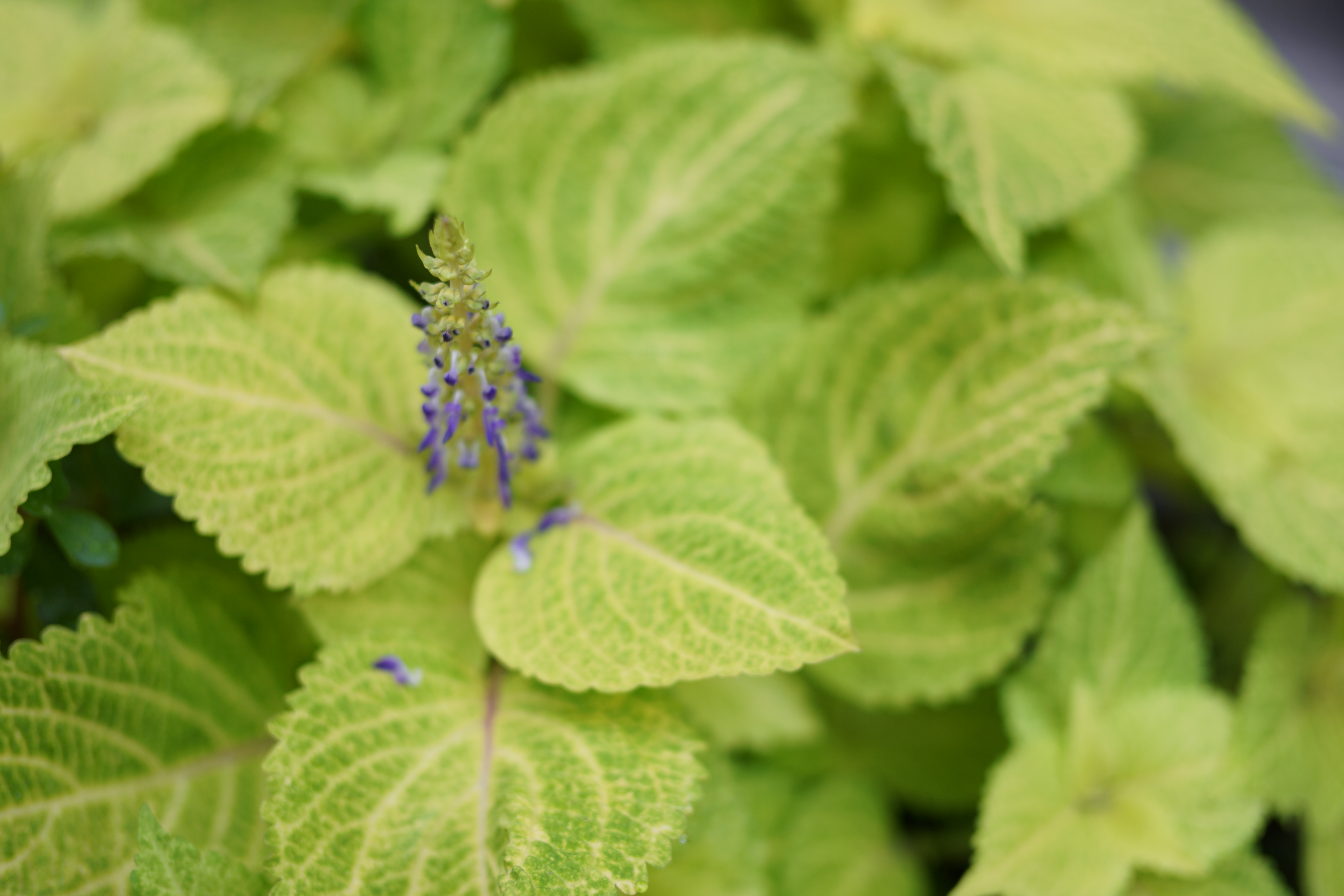 α99 / 1/100秒 / F2 / +0.3EV / ISO100 / 絞り優先AE / WB：オート / 50mm