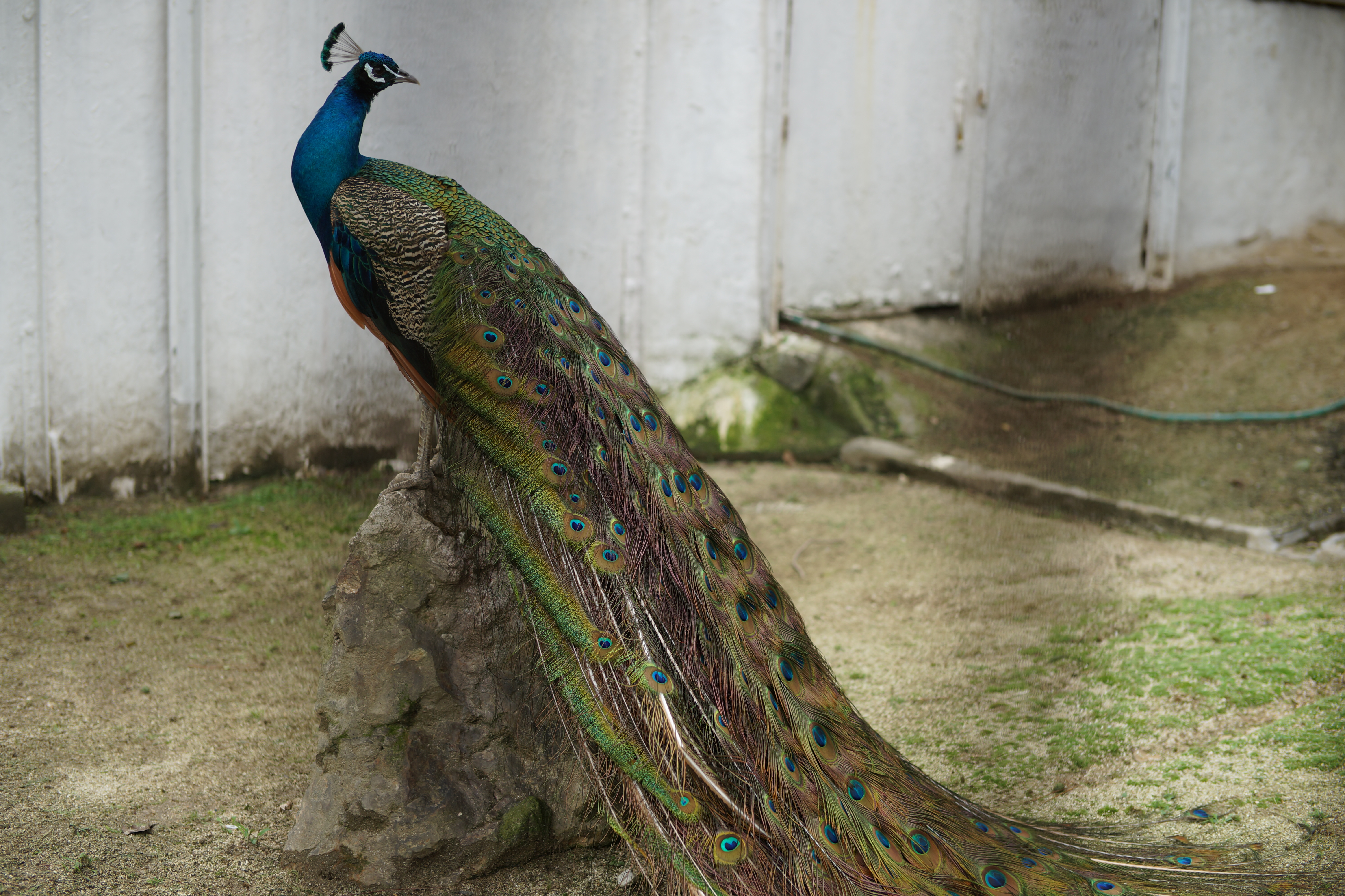 α99 / 1/320秒 / F2.8 / +0.3EV / ISO100 / 絞り優先AE / WB：オート / 50mm