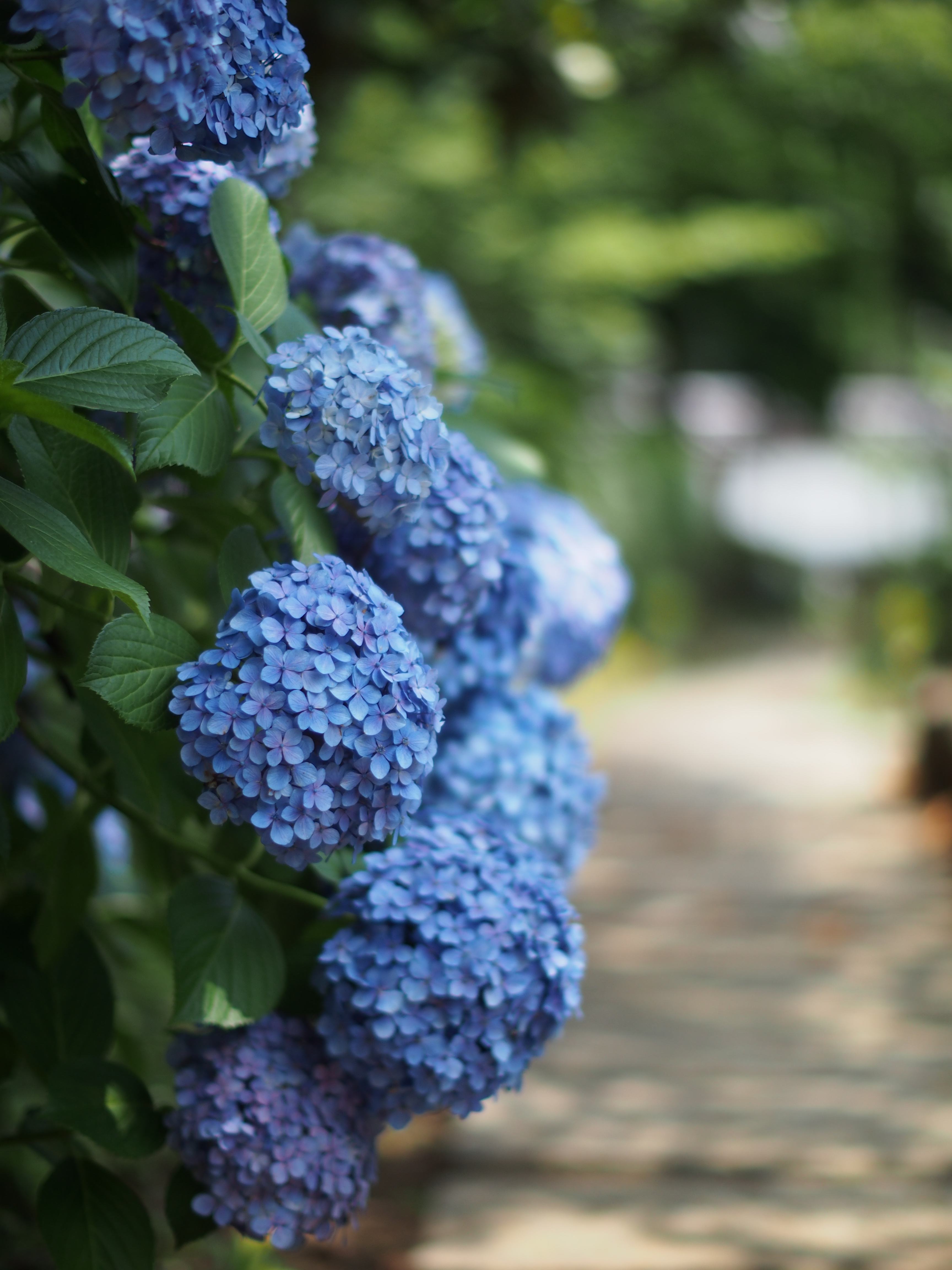 E-P5 / 1/5,000秒 / F0.95 / 0EV / ISO200 / 絞り優先AE / WB：オート / 42.5mm