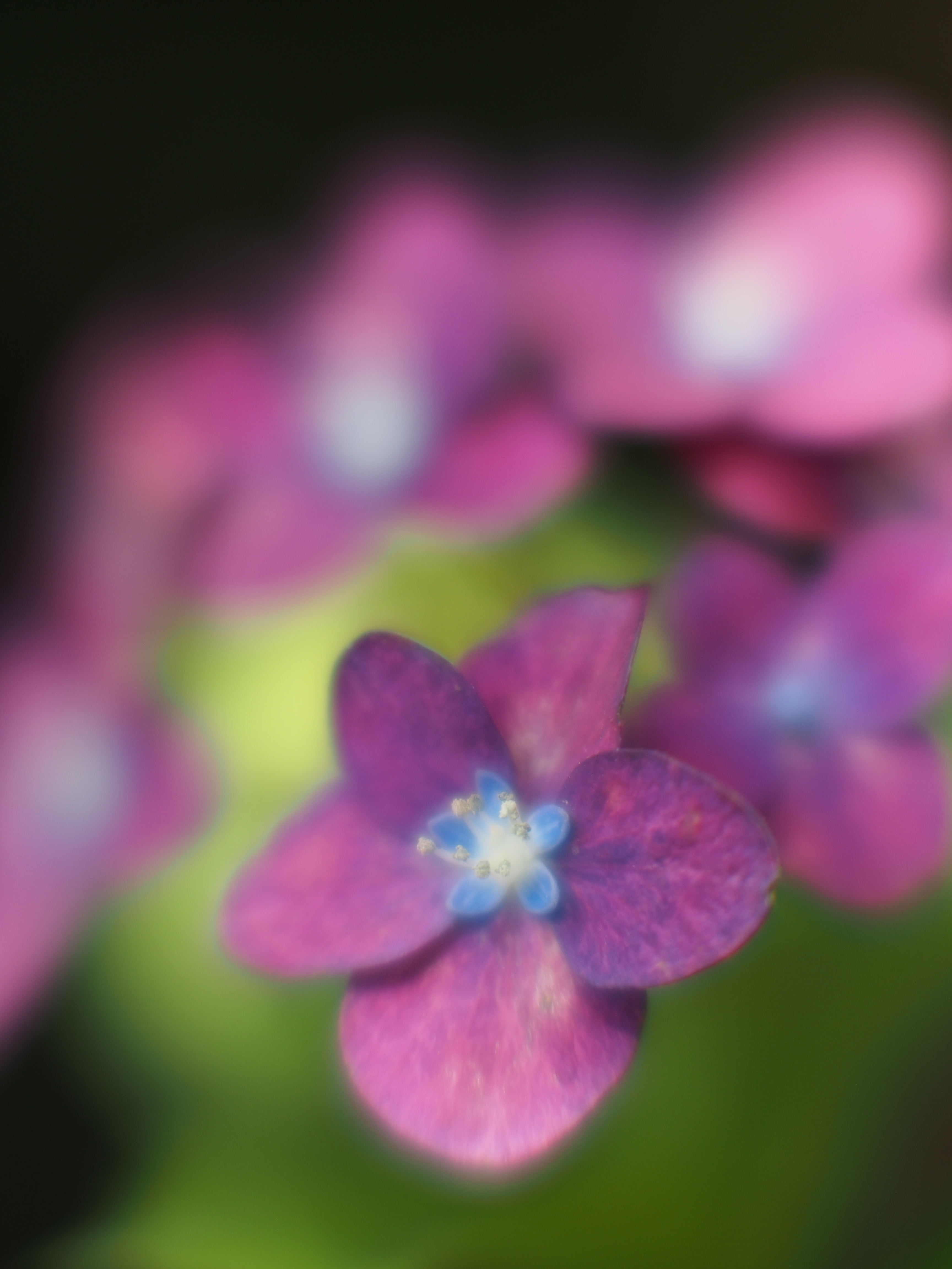 E-P5 / 1/2,500秒 / F0.95 / 0EV / ISO200 / 絞り優先AE / WB：オート / 42.5mm