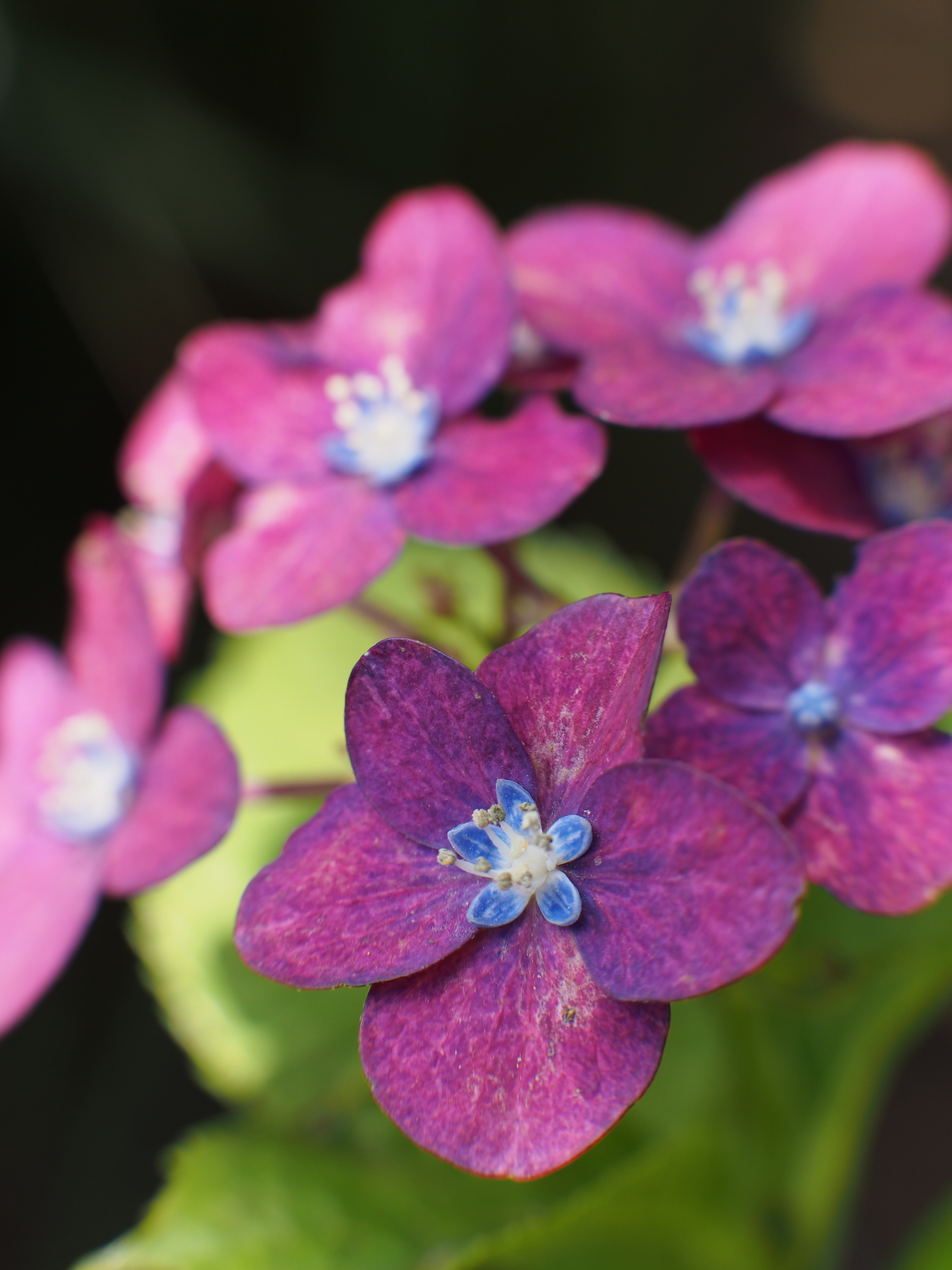 E-P5 / 1/320秒 / F5.6 / 0EV / ISO200 / 絞り優先AE / WB：オート / 42.5mm