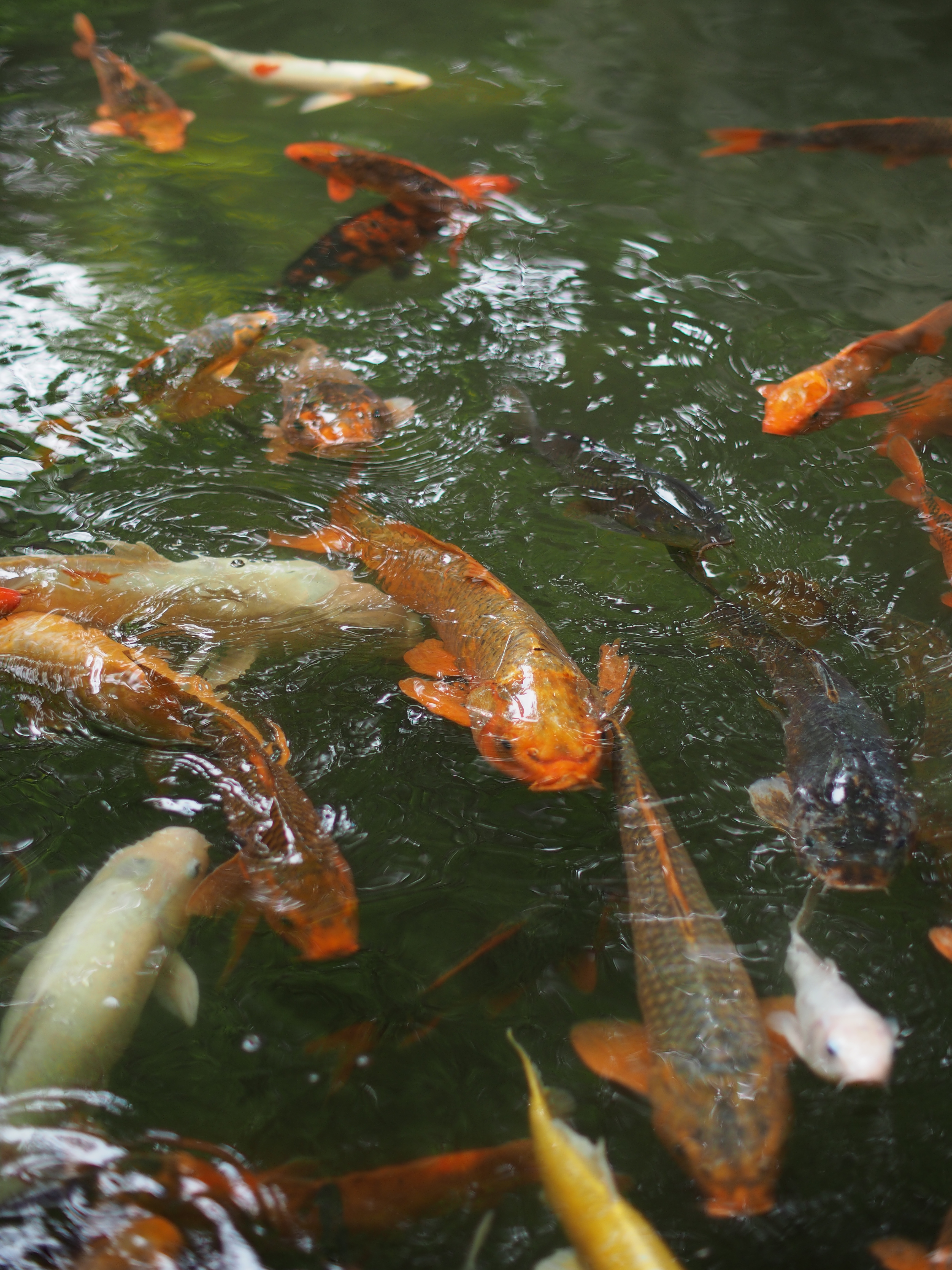 E-P5 / 1/800秒 / F2 / -0.7EV / ISO200 / 絞り優先AE / WB：オート / 42.5mm