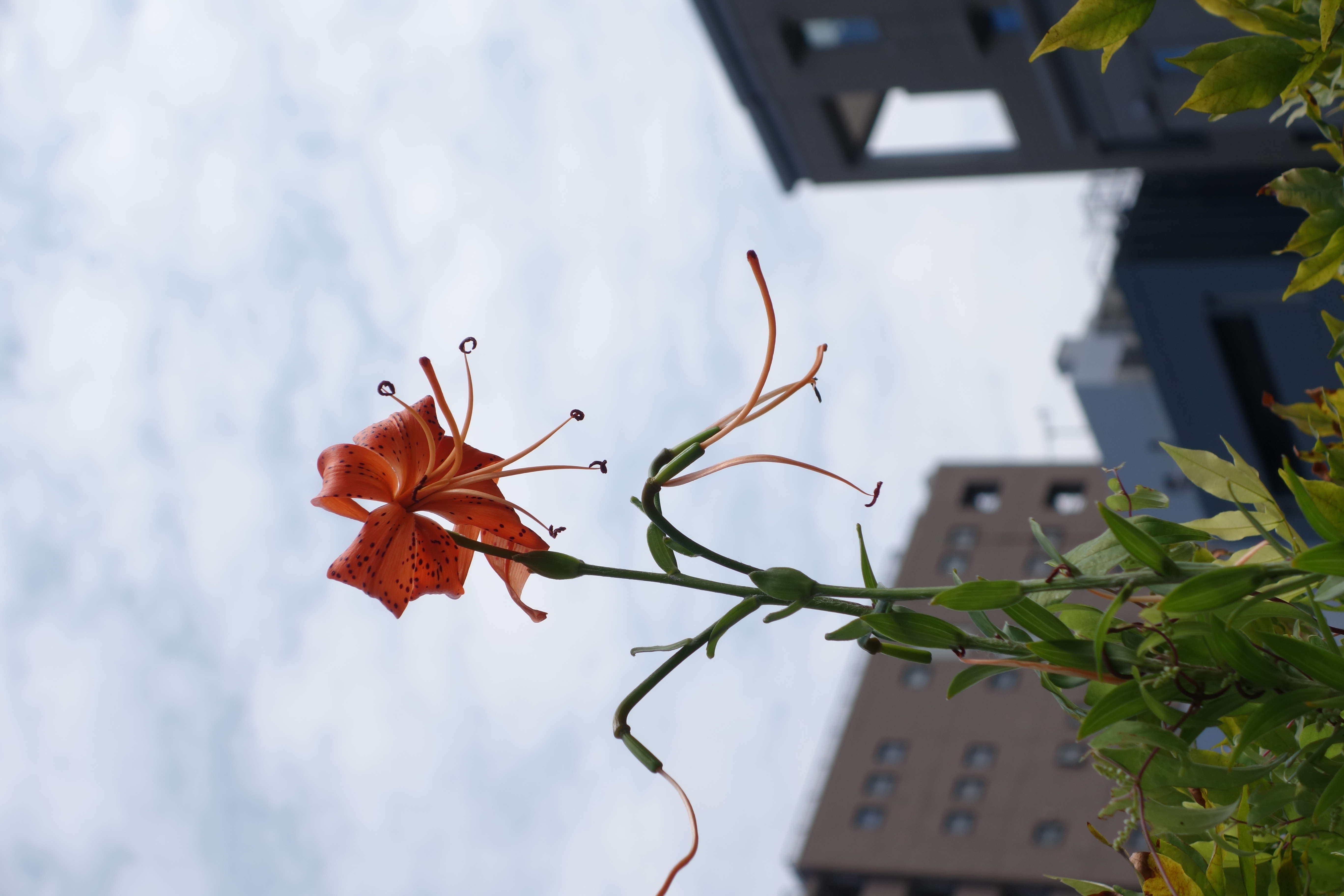 DSC-RX100M2 / 3,648×5,472 / ISO160 / F5.6 / 1/800秒 / 37mm（100mm相当）