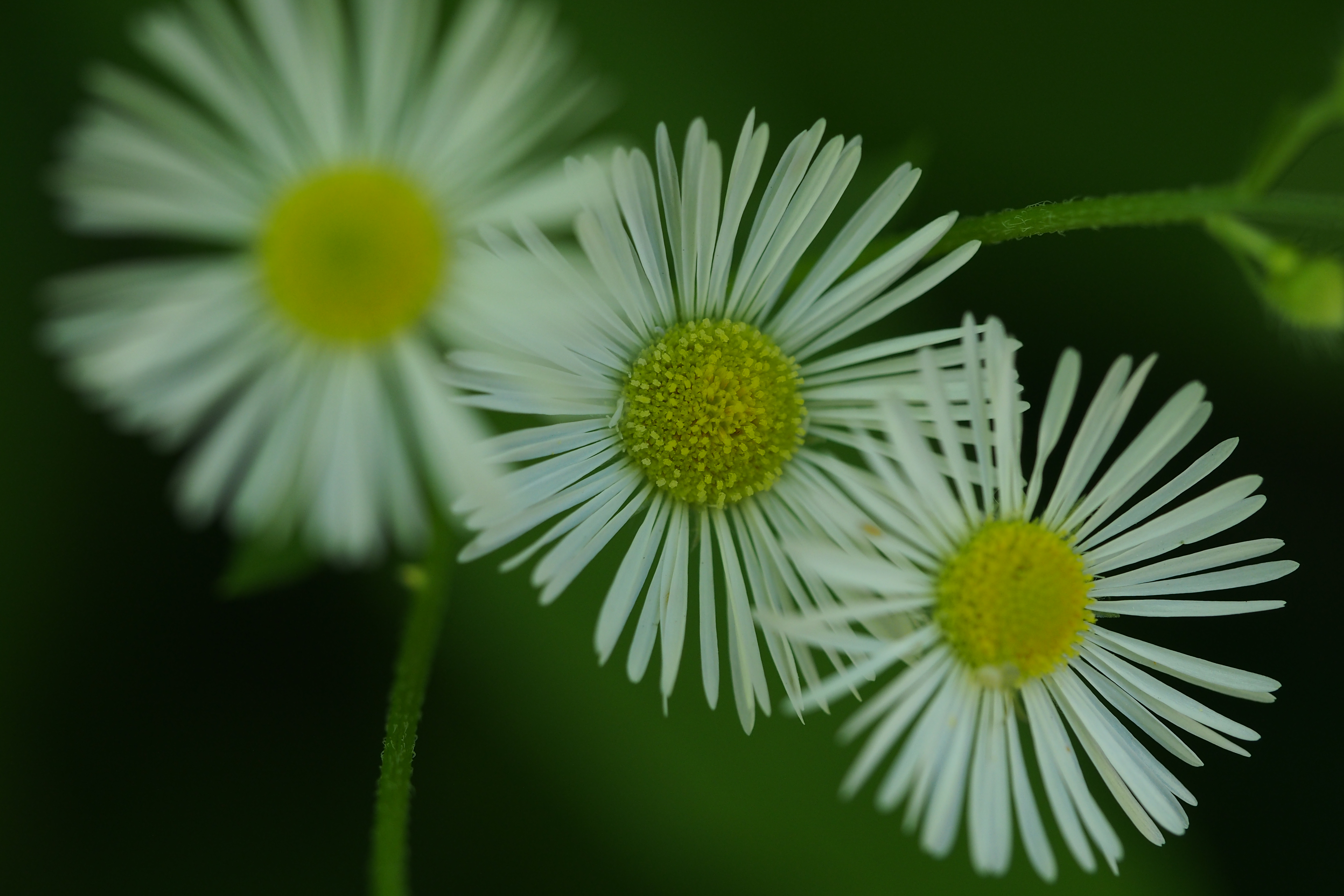 絞り開放と言っても、マイクロフォーサーズのF2.8だから、被写界深度はそれなりにある。その分シャープ感を強く感じるのかもしれない。M.ZUIKO DIGITAL ED 60mm F2.8 Macro / 1/500秒 / F2.8 / -0.3EV / ISO400 / 絞り優先AE / WB：晴天 / 60mm