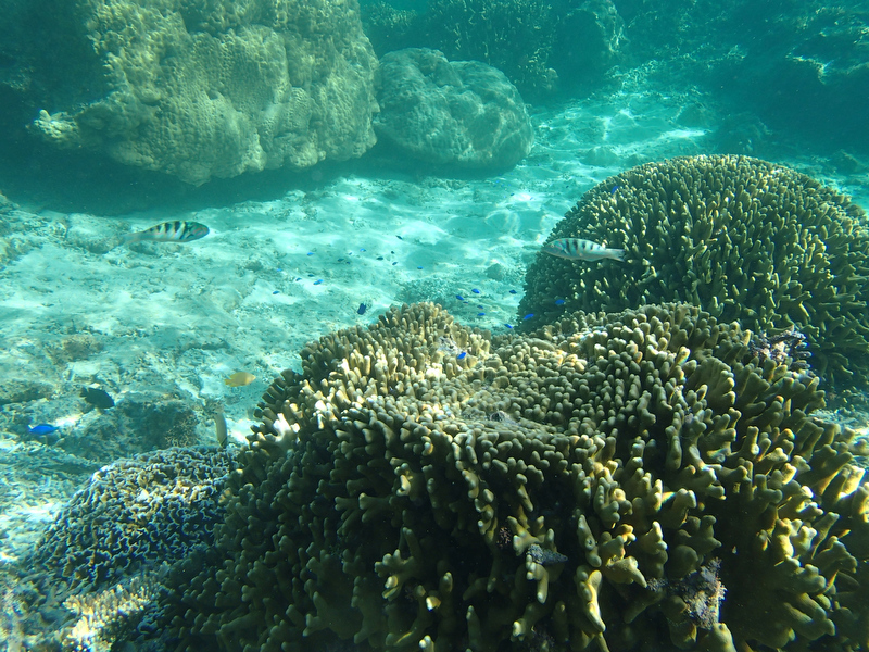 エメラルドグリーンの海は潜ってもキレイなエメラルドグリーン！