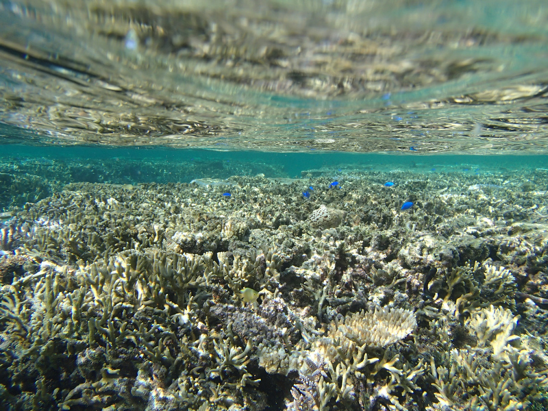 水面近くに広がるサンゴ。圧巻です！