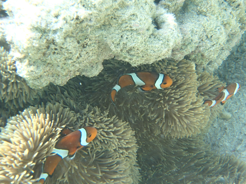 隊列を組んでいるかのようなクマノミたち