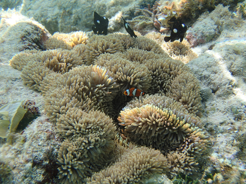 水面が近い浅いところなので太陽の日がイソギンチャクに当たってキレイ！