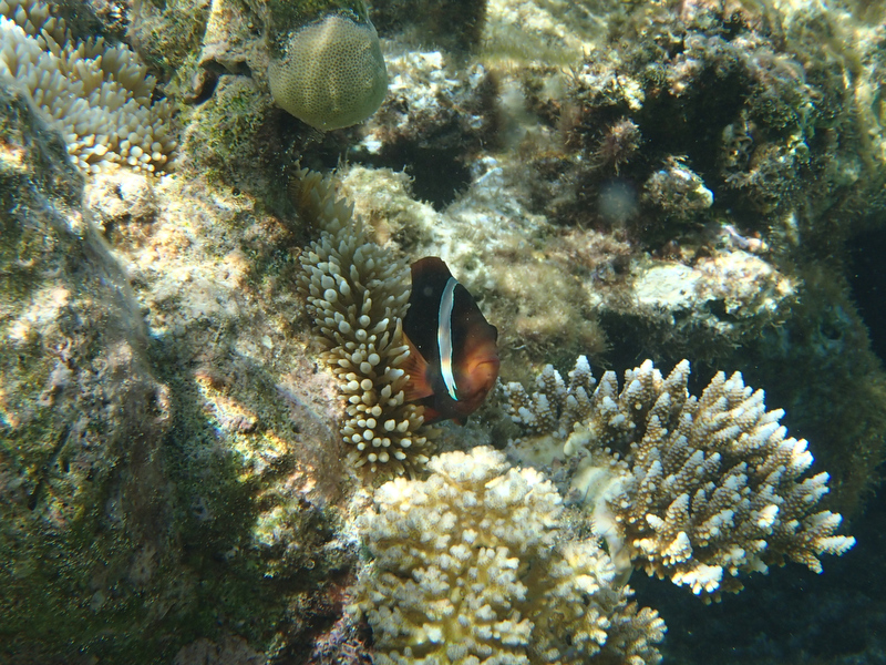 イソギンチャクの影からこんにちわ