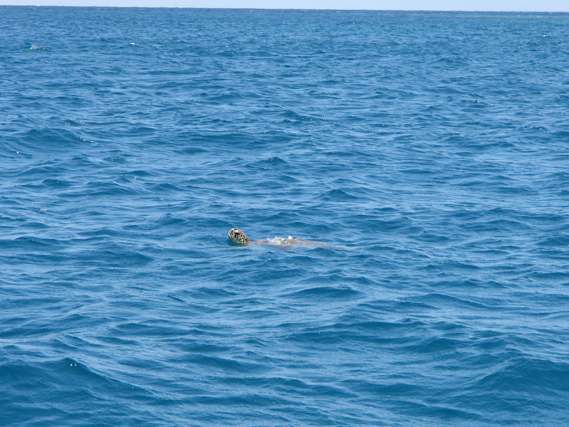 会いに来てくれてありがとう、ウミガメさん！