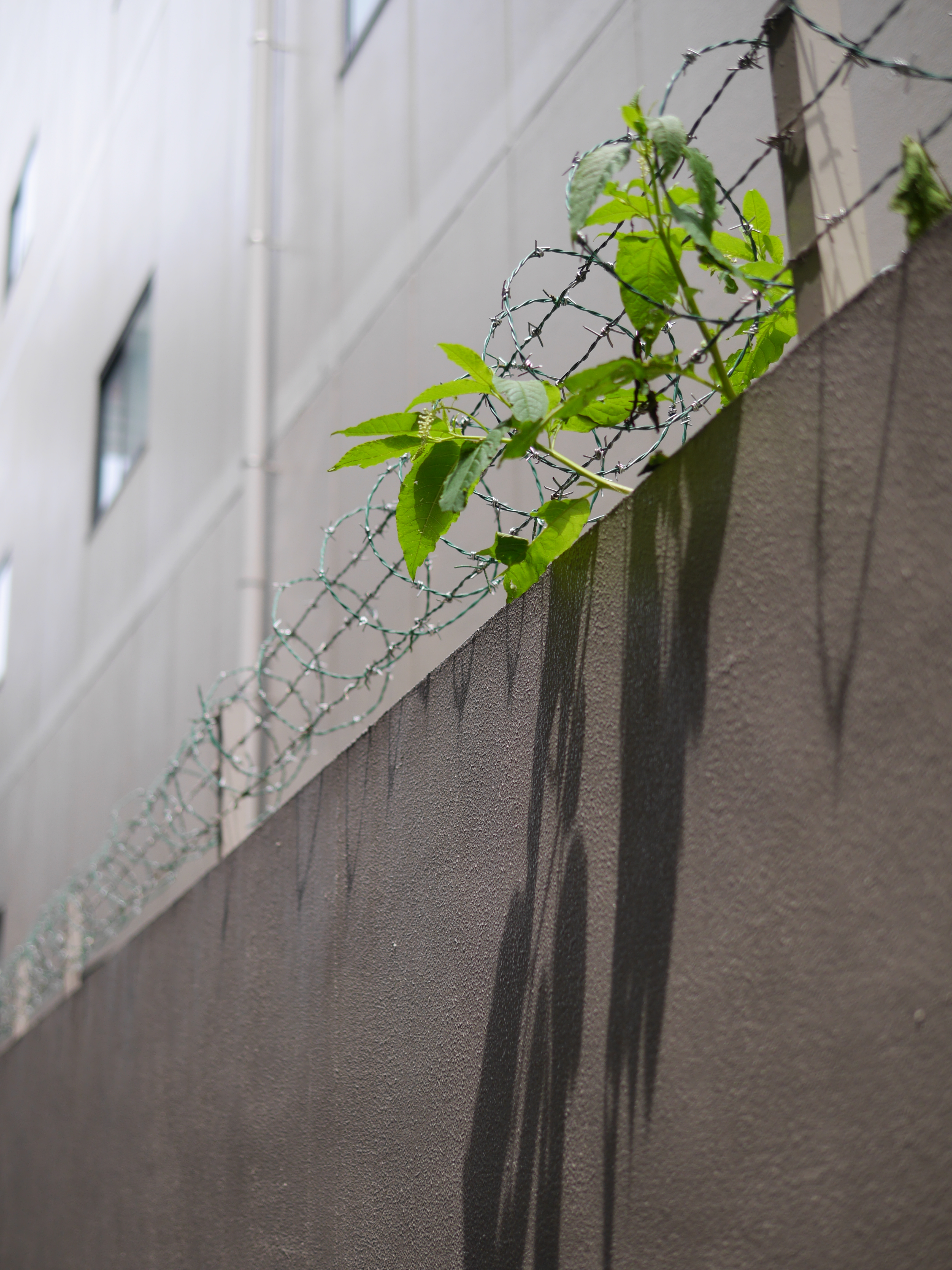 DMC-GH3 / 1/2500秒 / F1.8 / 0EV / ISO200 / 絞り優先AE / WB：オート / 25mm