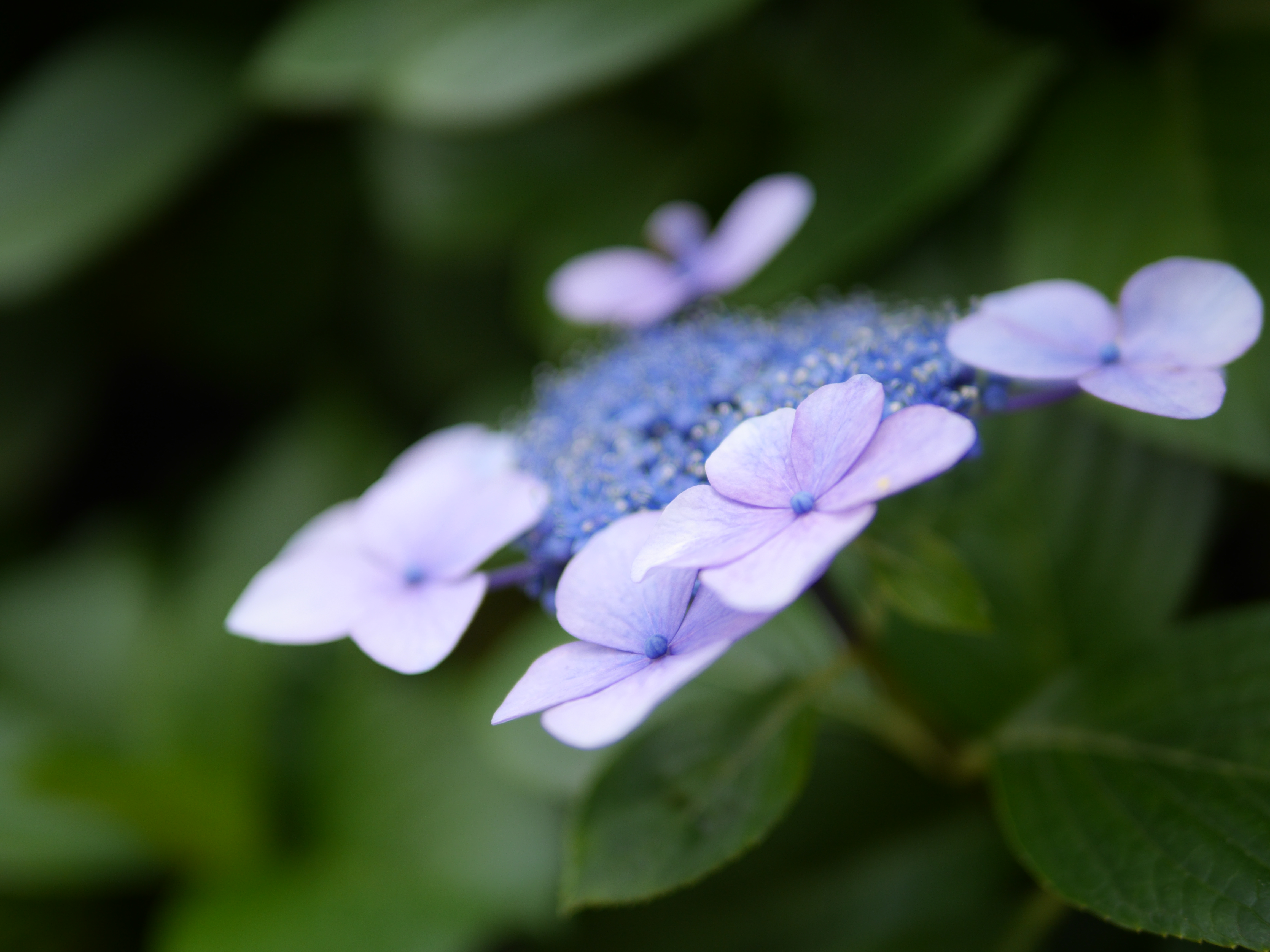 DMC-GH3 / 1/4,000秒 / F1.4 / +0.3EV / ISO200 / 絞り優先AE / WB：オート / 25mm