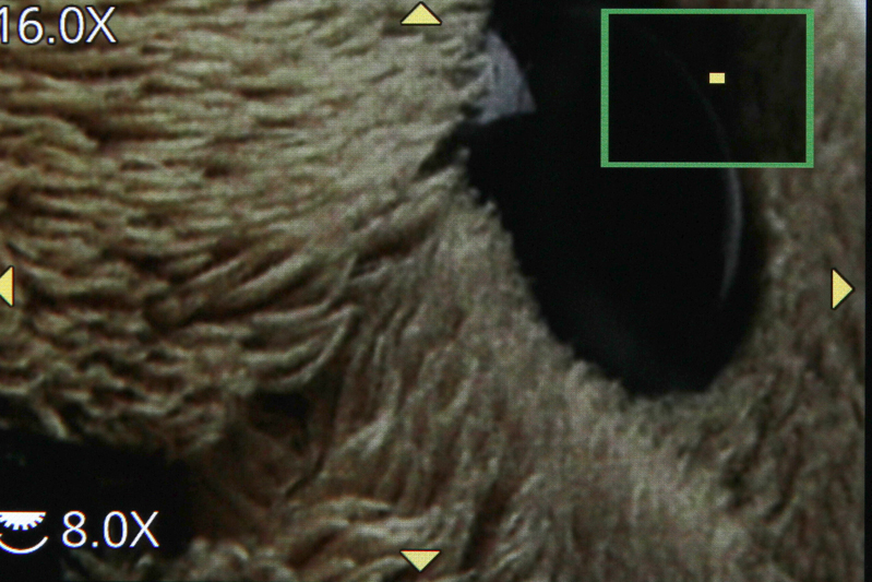 拡大再生しているところ。タッチパネル操作でドラッグできる