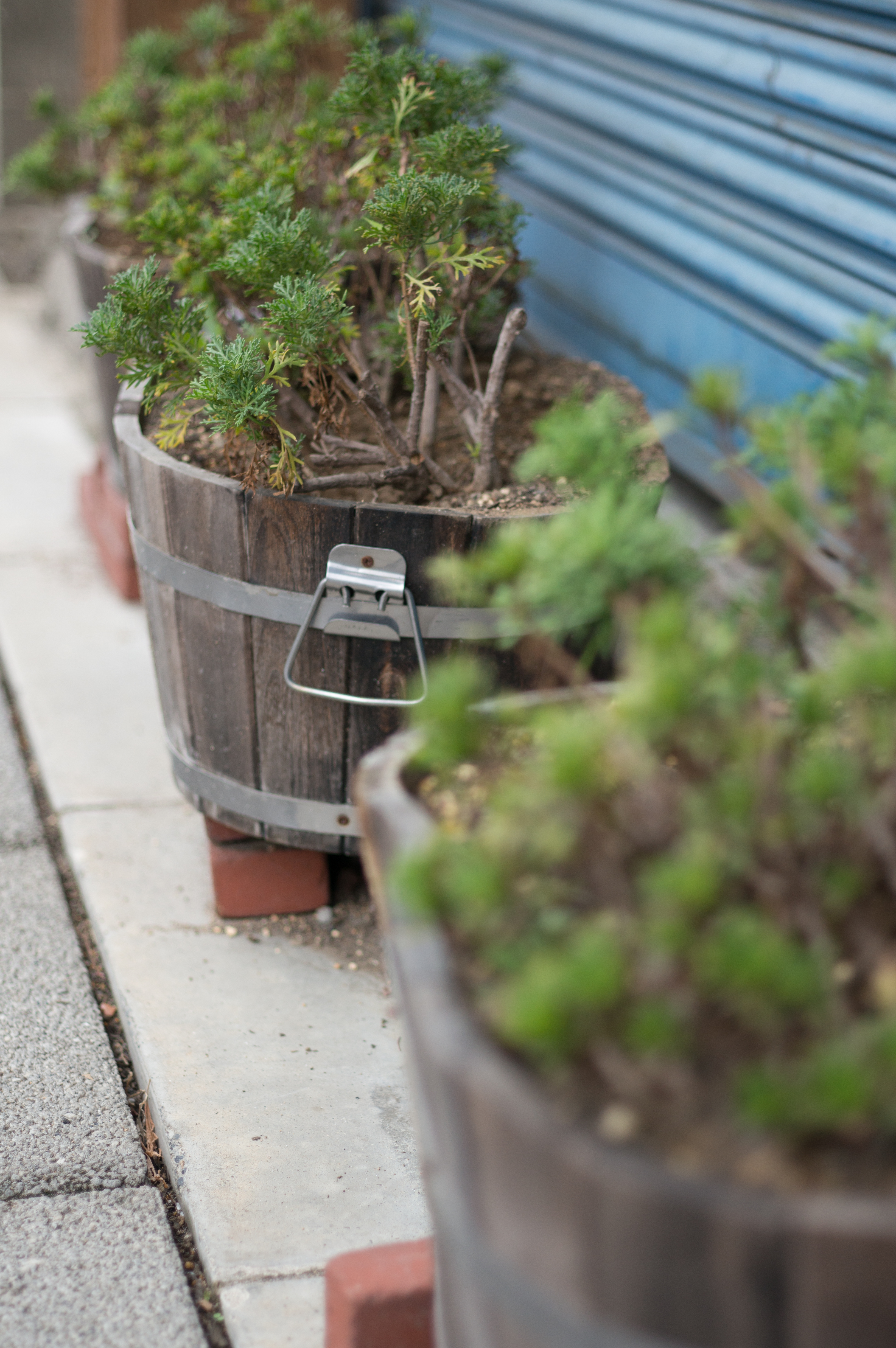 NEX-6 / Planar T* 45mm F2 / 4,912×3,264 / 1/1,250秒 / F2 / +0.7EV / ISO200 / WB:オート / 45mm / TA-GE1B