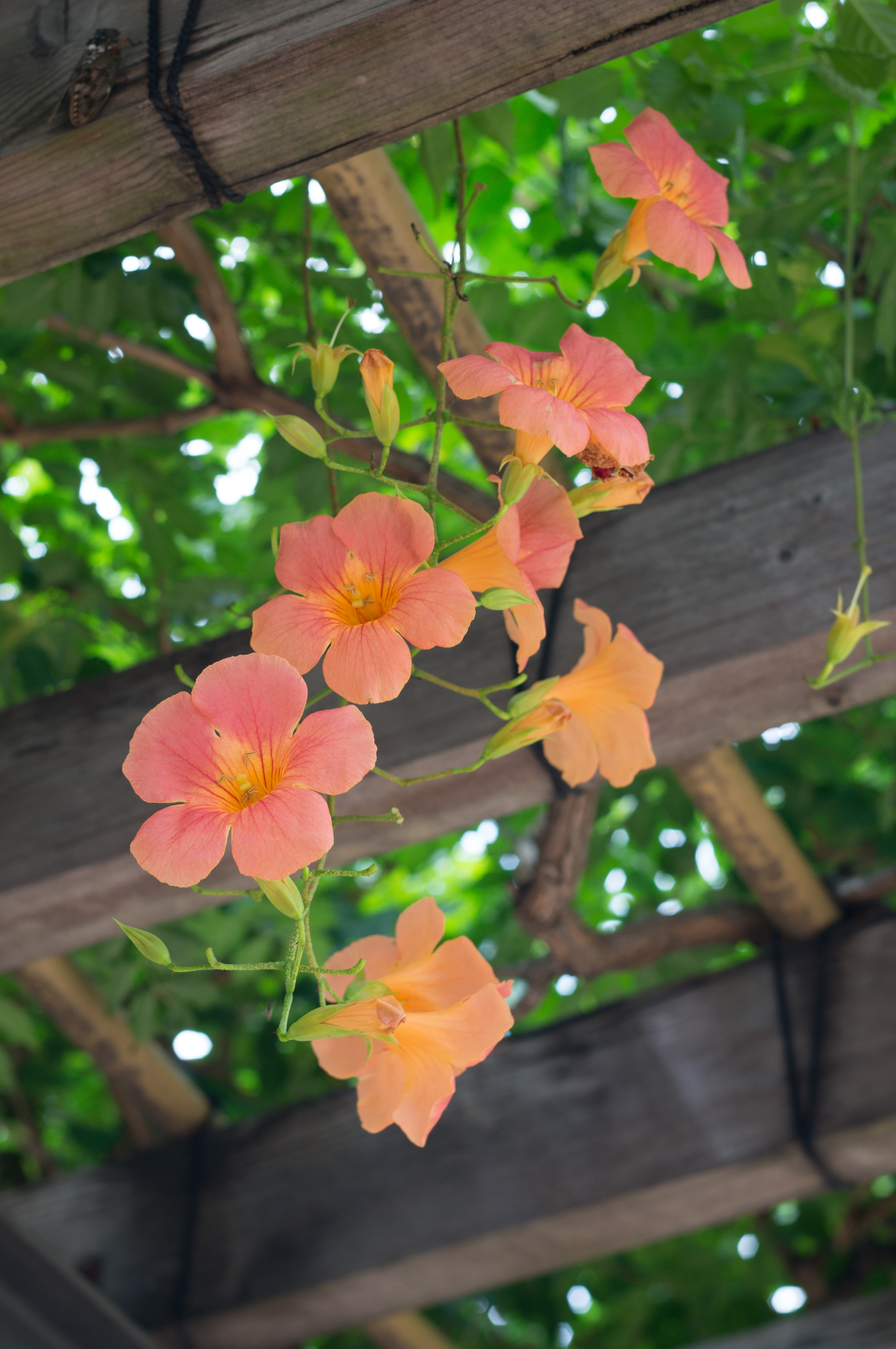 NEX-6 / Planar T* 45mm F2 / 4,912×3,264 / 1/125秒 / F4 / +0.7EV / ISO200 / WB:オート / 45mm / TA-GE1B