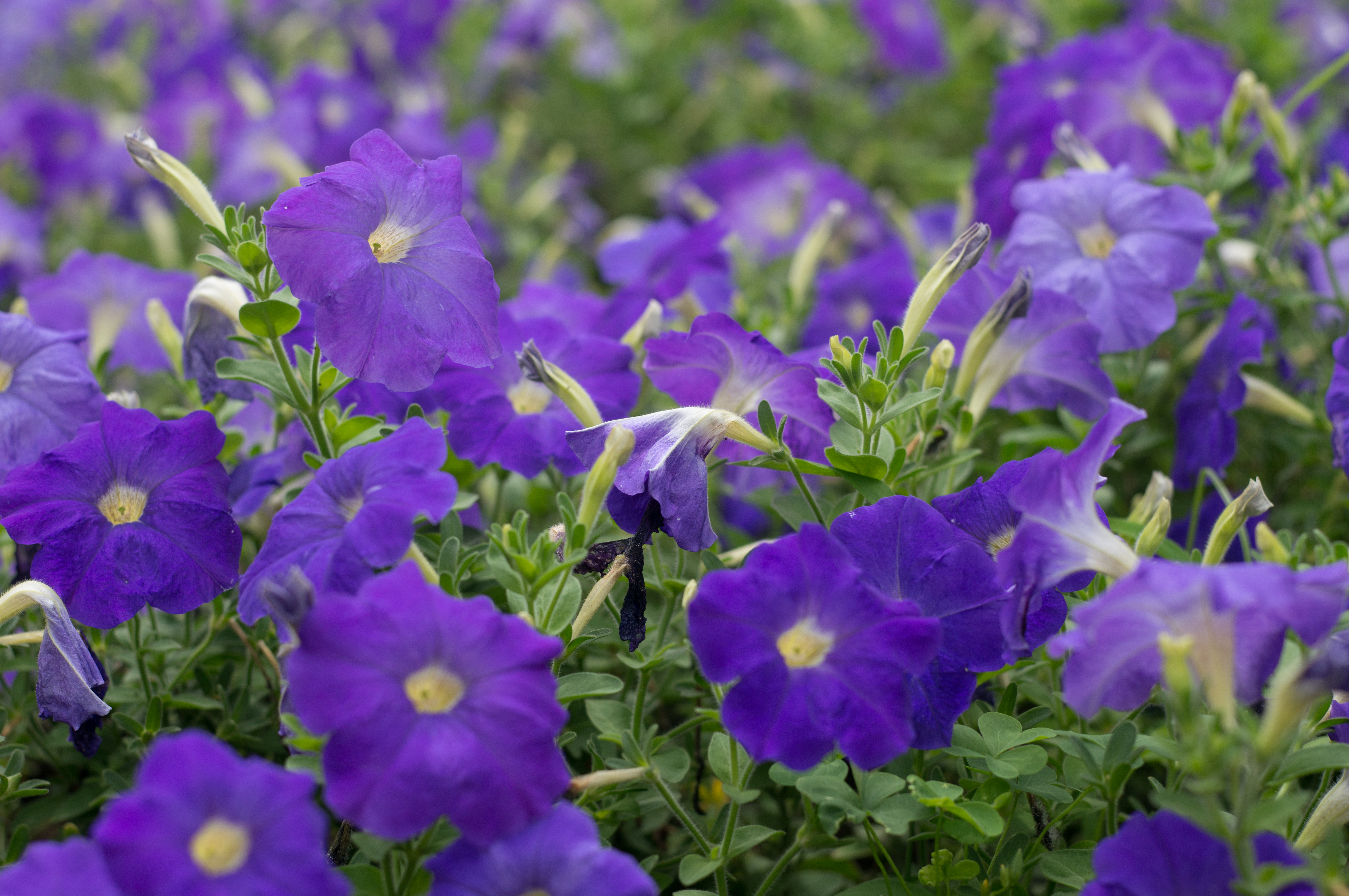 NEX-6 / Planar T* 45mm F2 / 4,912×3,264 / 1/1,250秒 / F4 / +0.7EV / ISO200 / WB:オート / 45mm / TA-GE1B