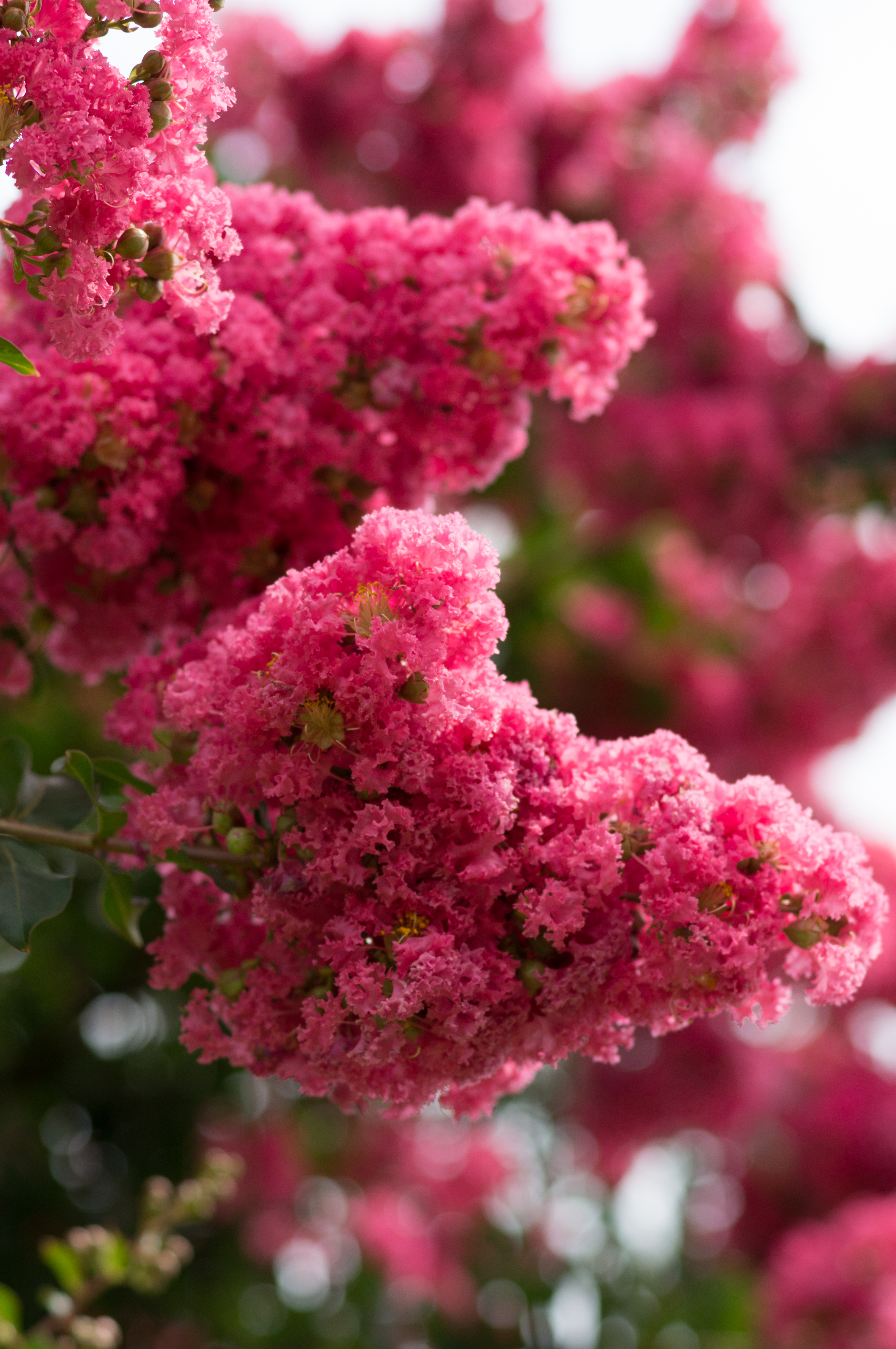 NEX-6 / Sonnar T* 90mm F2.8 / 4,912×3,264 / 1/800秒 / F4 / +0.7EV / ISO200 / WB:オート / 90mm / TA-GE1B