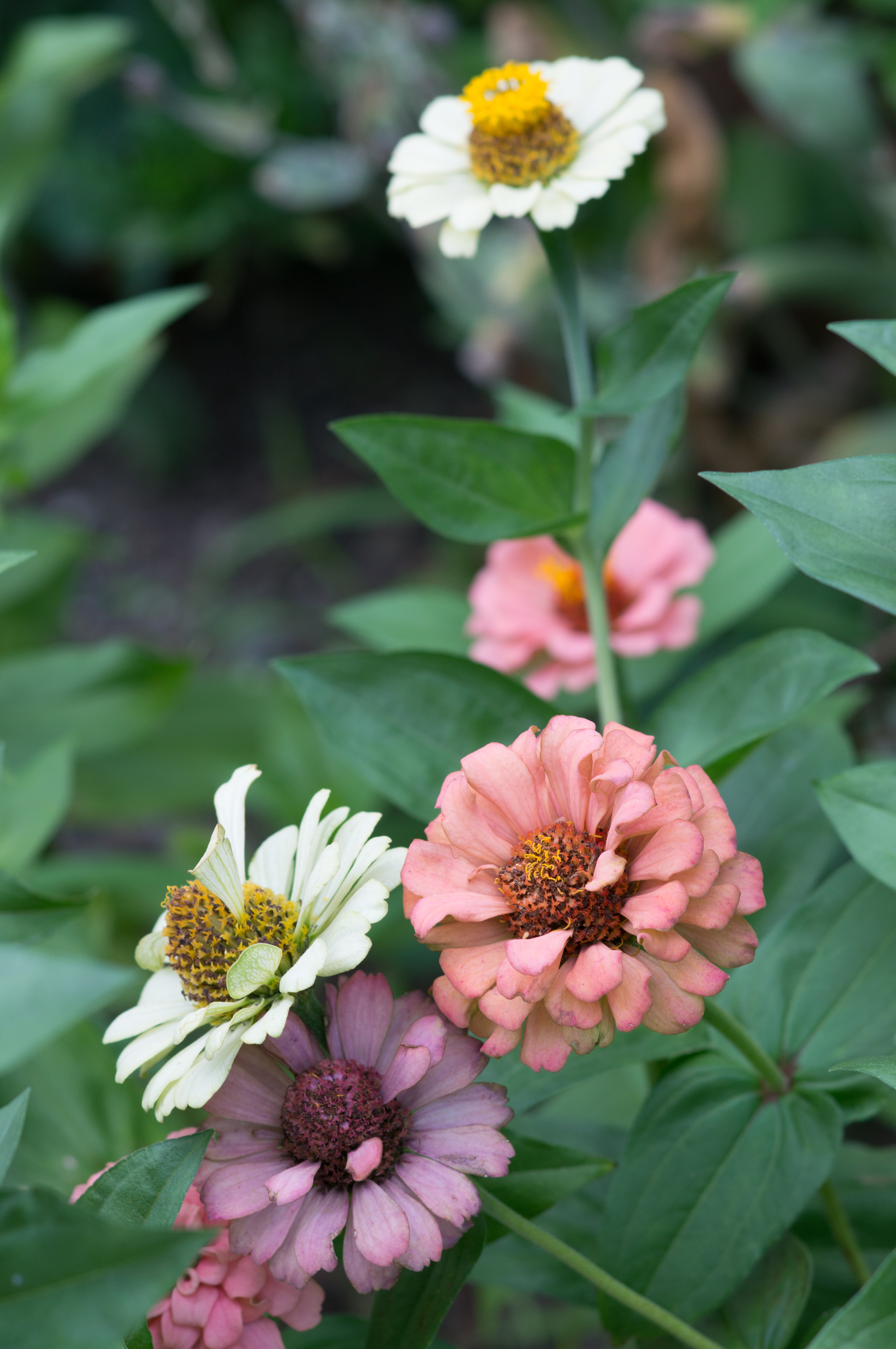 NEX-6 / Sonnar T* 90mm F2.8 / 4,912×3,264 / 1/250秒 / F5.6 / +0.7EV / ISO200 / WB:オート / 90mm / TA-GE1B