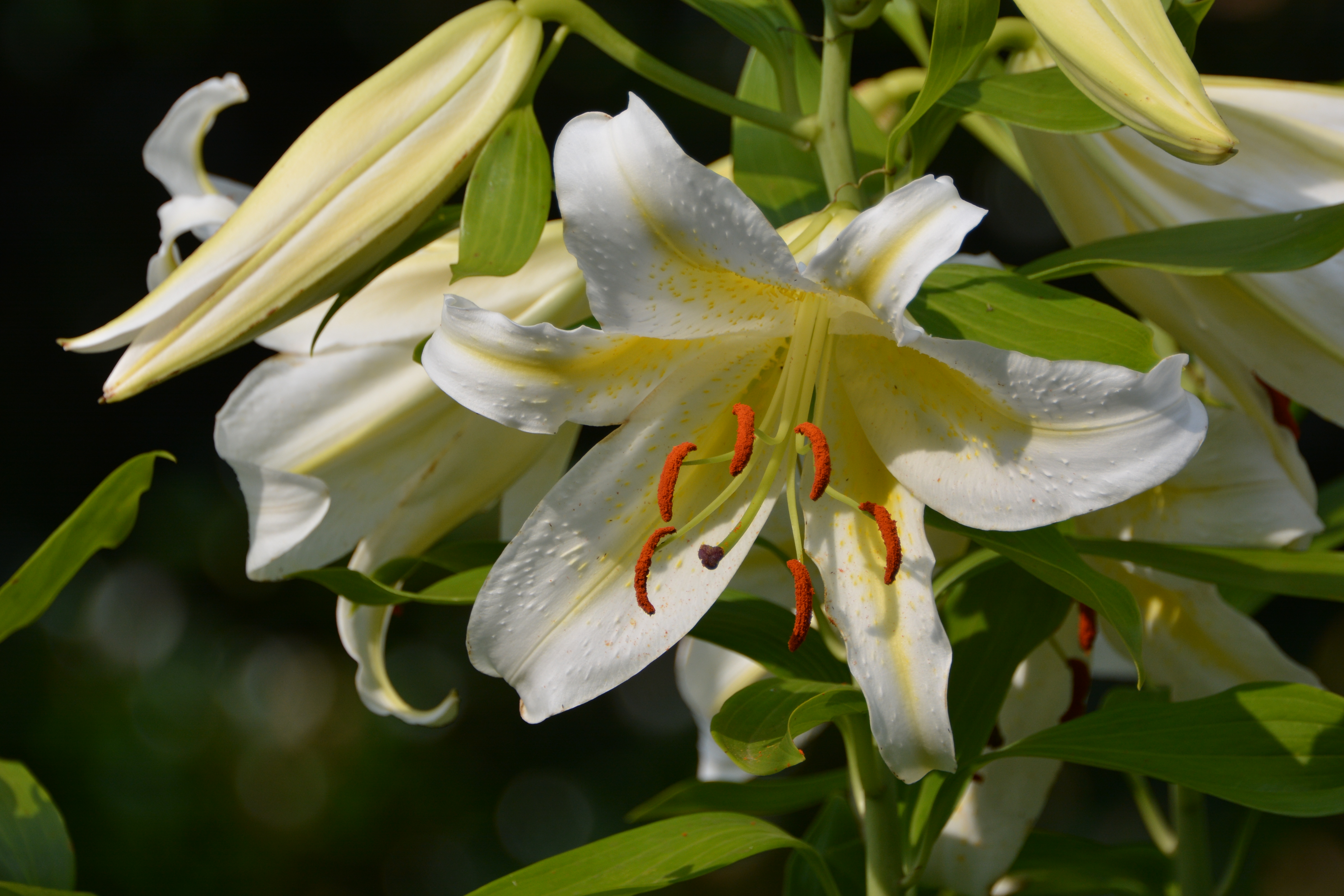 対DX1.3×クロップで撮影（約600mm相当）。D7100 / 1/640秒 / F5.6 / 0EV / ISO140 / 絞り優先AE / WB：オート / 300mm