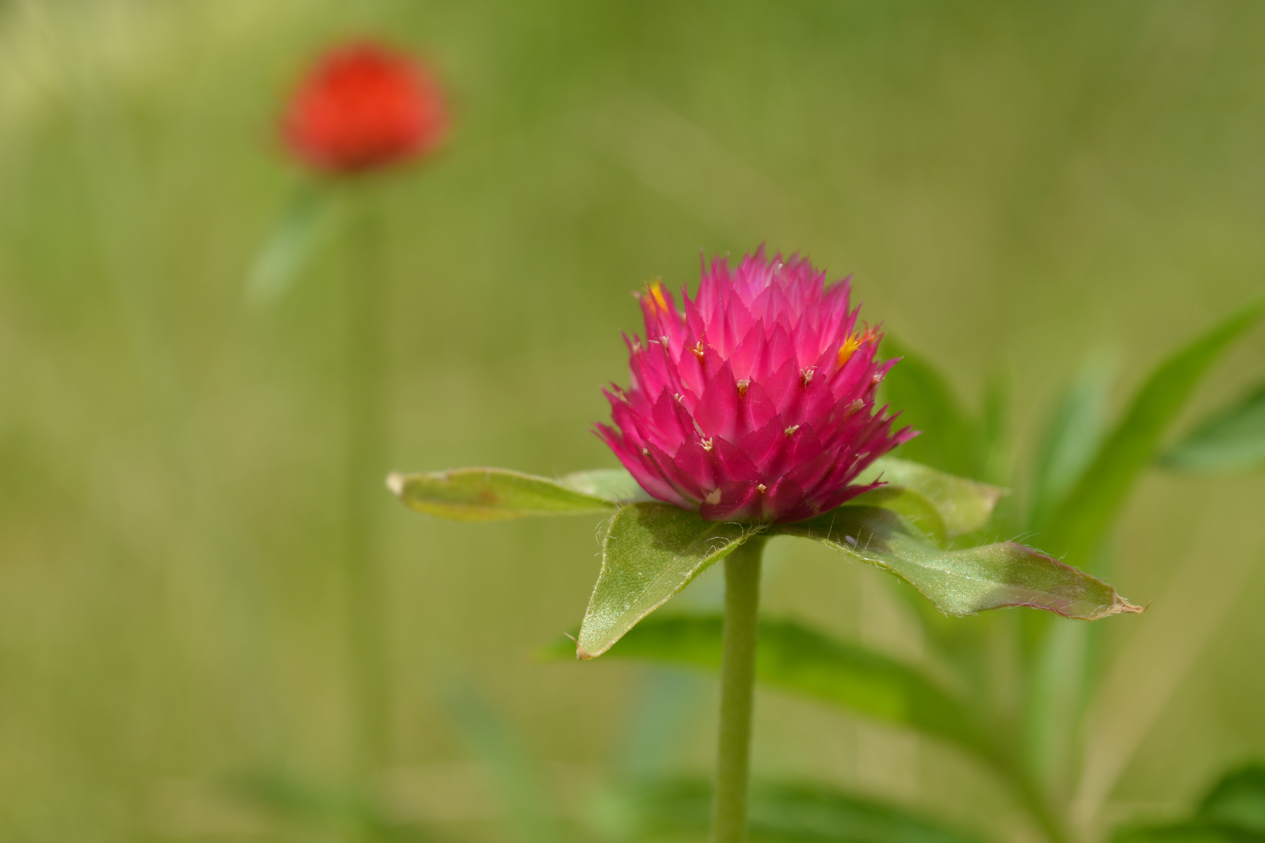 対DX1.3×クロップ（約170mm相当）の最短撮影距離で撮影。D7100 / 1/400秒 / F8 / +0.3EV / ISO100 / 絞り優先AE / WB：晴天 / 85mm