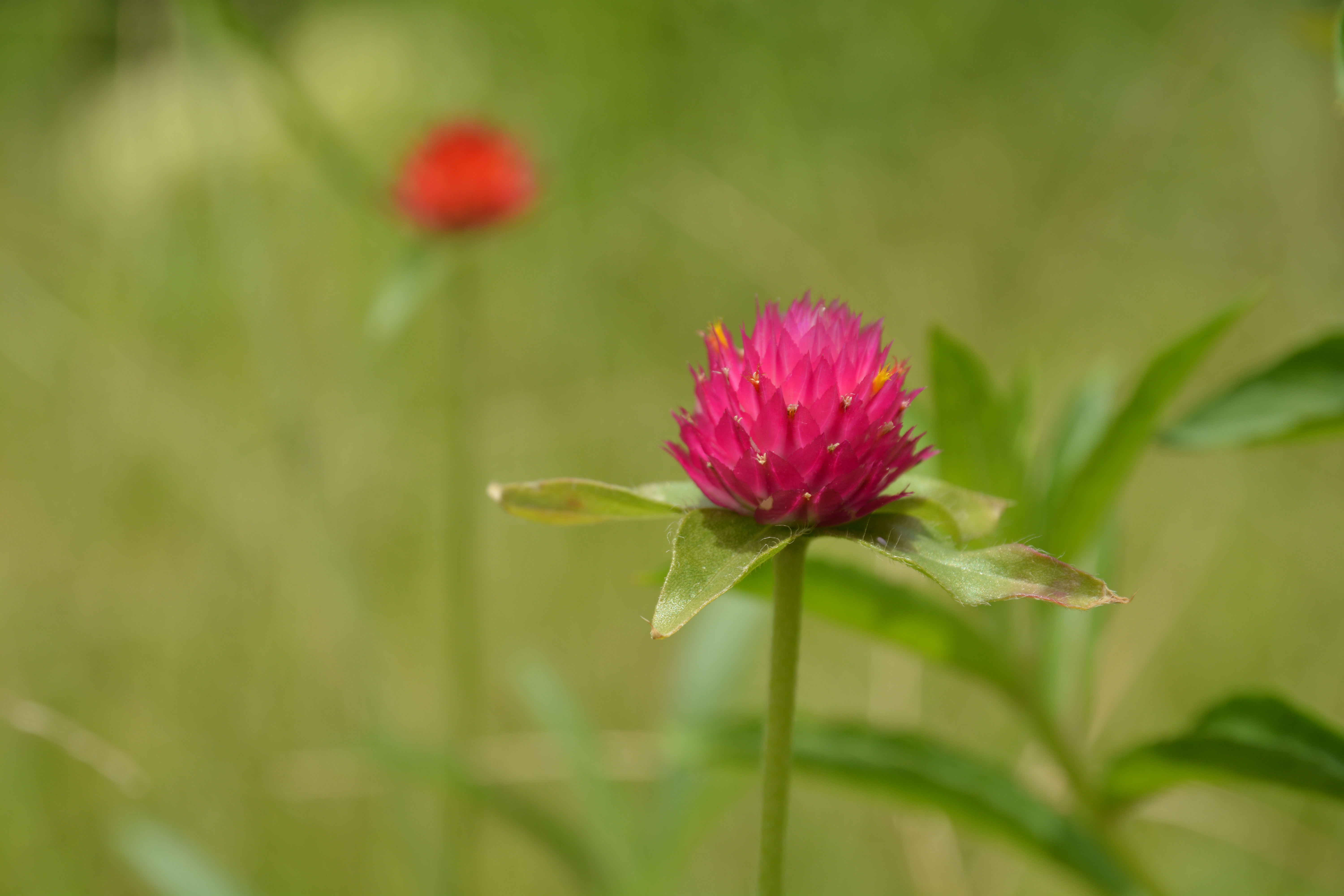 DXフォーマット（127.5mm相当）の最短撮影距離で撮影。D7100 / 1/400秒 / F8 / +0.3EV / ISO100 / 絞り優先AE / WB：晴天 / 85mm