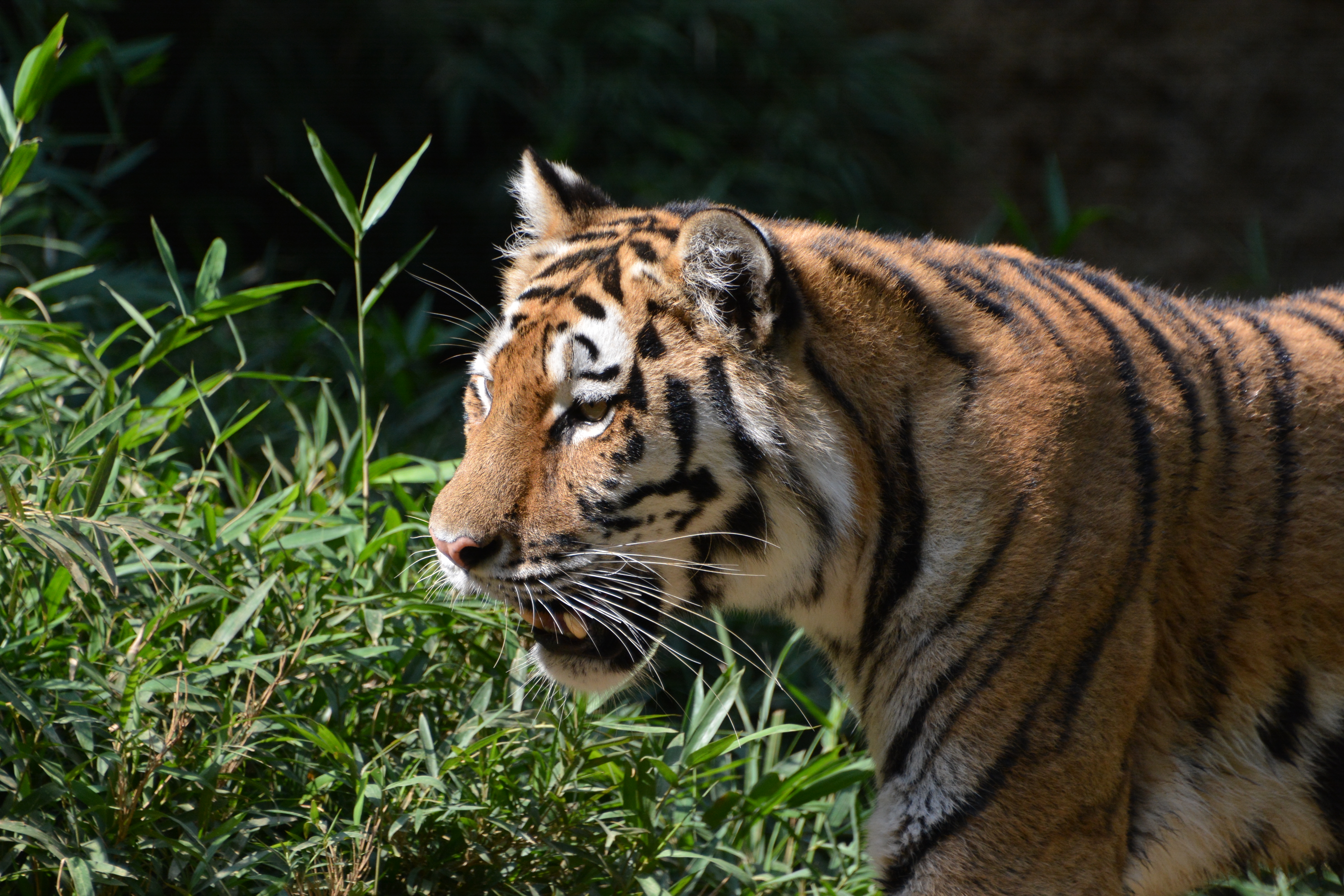 AF-S NIKKOR 28-300mm F3.5-5.6 G ED VRで撮影。自分が所有するニコンFマウントの交換レンズで、最も焦点距離が長いのはコレ。望遠端での「約600mm相当で開放F5.6」という仕様は、動物園撮影などでかなり重宝する。D7100 / 1/800秒 / F5.6 / 0EV / ISO400 / 絞り優先AE / WB：オート / 300mm