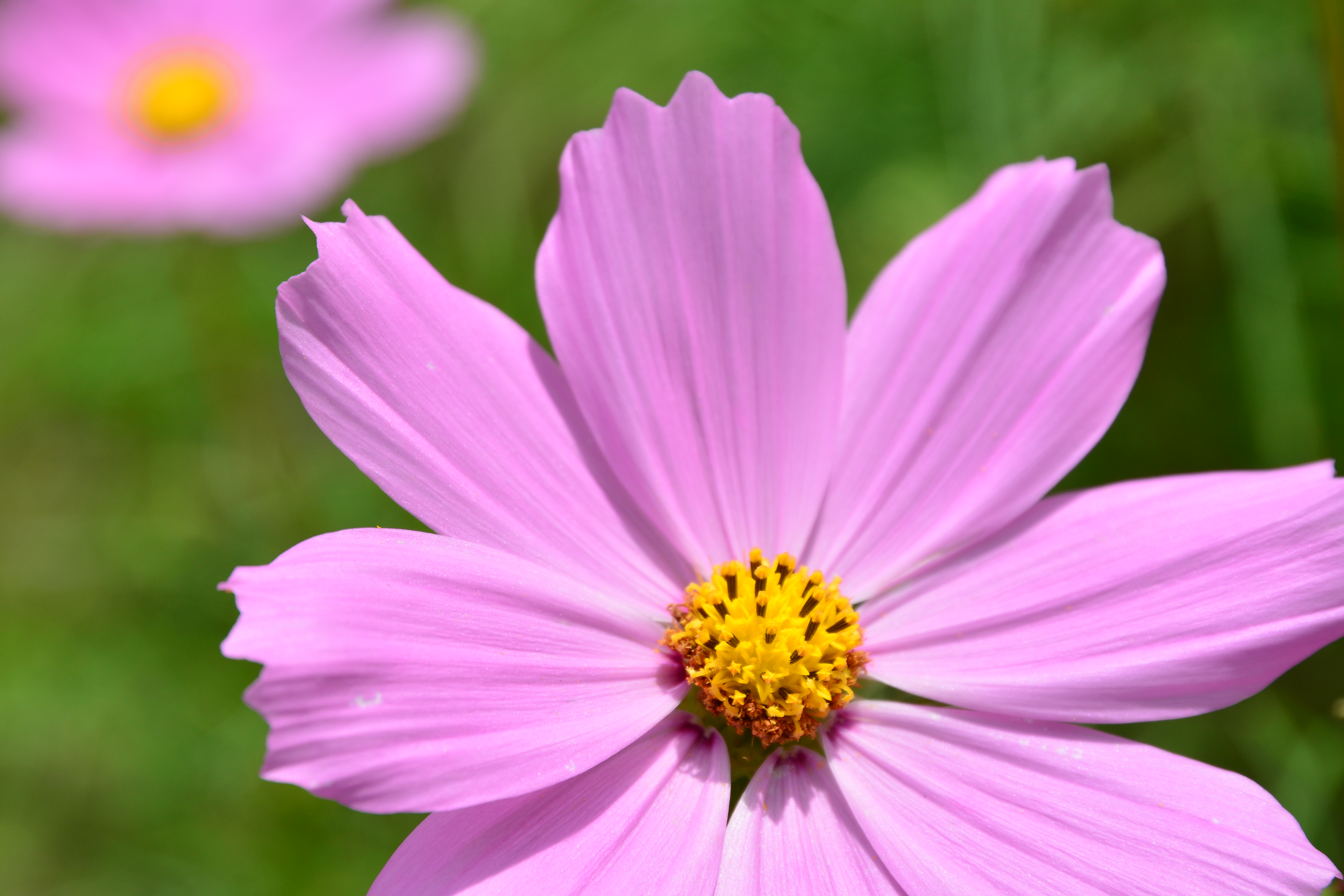 AF-S DX NIKKOR 16-85mm F3.5-5.6 G ED VRで撮影。望遠端の画角は約170mm相当になる。この標準ズームはIF方式による近接撮影時の焦点距離の目減り（画角が広くなり撮影倍率が低くなる）が顕著だが、「対1.3×クロップ」機能はそれを補う働きをしてくれる。D7100 / 1/320秒 / F8 / +0.3EV / ISO100 / 絞り優先AE / WB：晴天 / 85mm