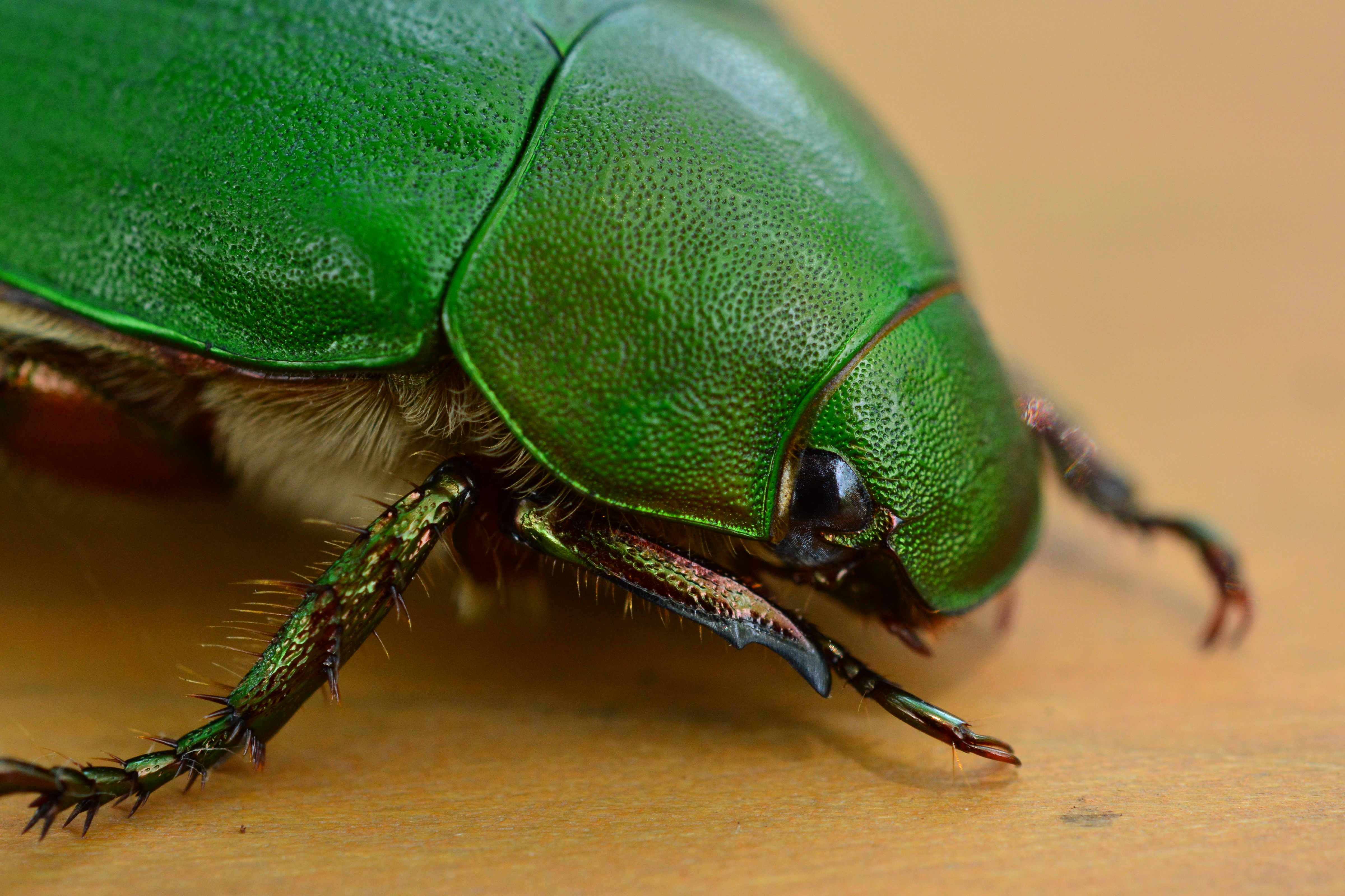 AF-S Micro NIKKOR 60mm F2.8 G EDで撮影。画角は約120mm相当になる。最大撮影倍率の数値は「等倍」でも、撮像範囲が狭いために“約2倍相当”とクローズアップ度は高まる。でも、ちょっと持て余すかも!?（笑）。D7100 / 1/60秒 / F11 / 0EV / ISO800 / 絞り優先AE / WB：晴天 / 60mm